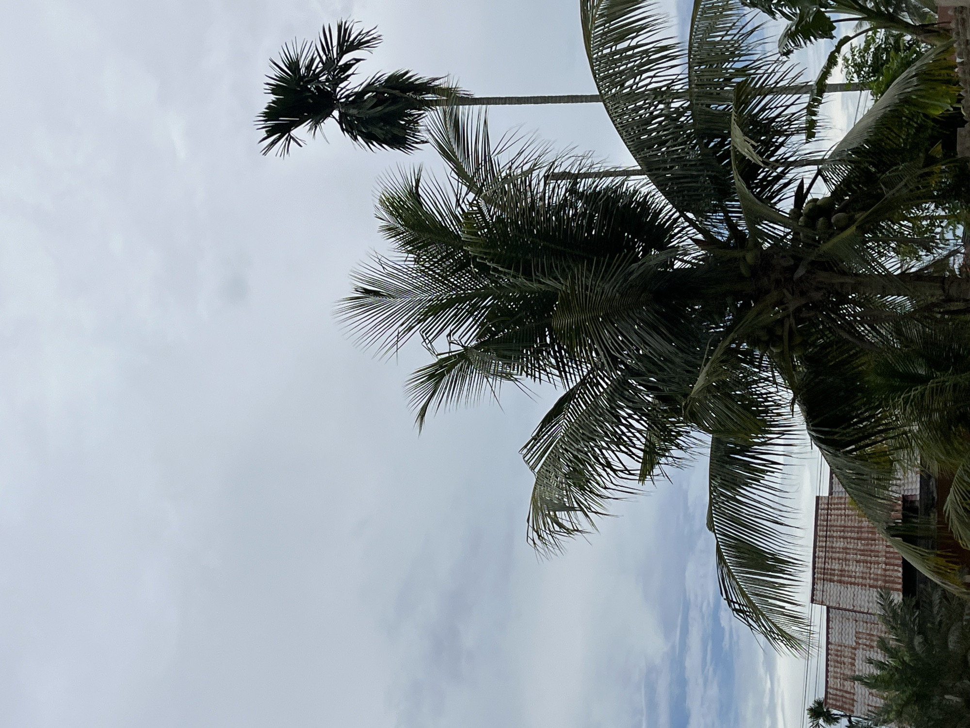 The image depicts a cluster of palm trees against a cloudy sky. In the foreground, a large coconut palm with coconuts visible is the most prominent feature. To the right and further back, a slender areca palm stands tall. In the background, a building with a corrugated, rusty roof is partially visible behind the palm fronds. The overall scene suggests a tropical or sub-tropical environment, possibly in a semi-urban or rural setting in Benuaraja, Indonesia, given the architectural style of the building and the presence of palm trees. The lighting is diffused due to the cloudy sky, casting a soft, even light on the scene. There are no people or animals visible in the image.