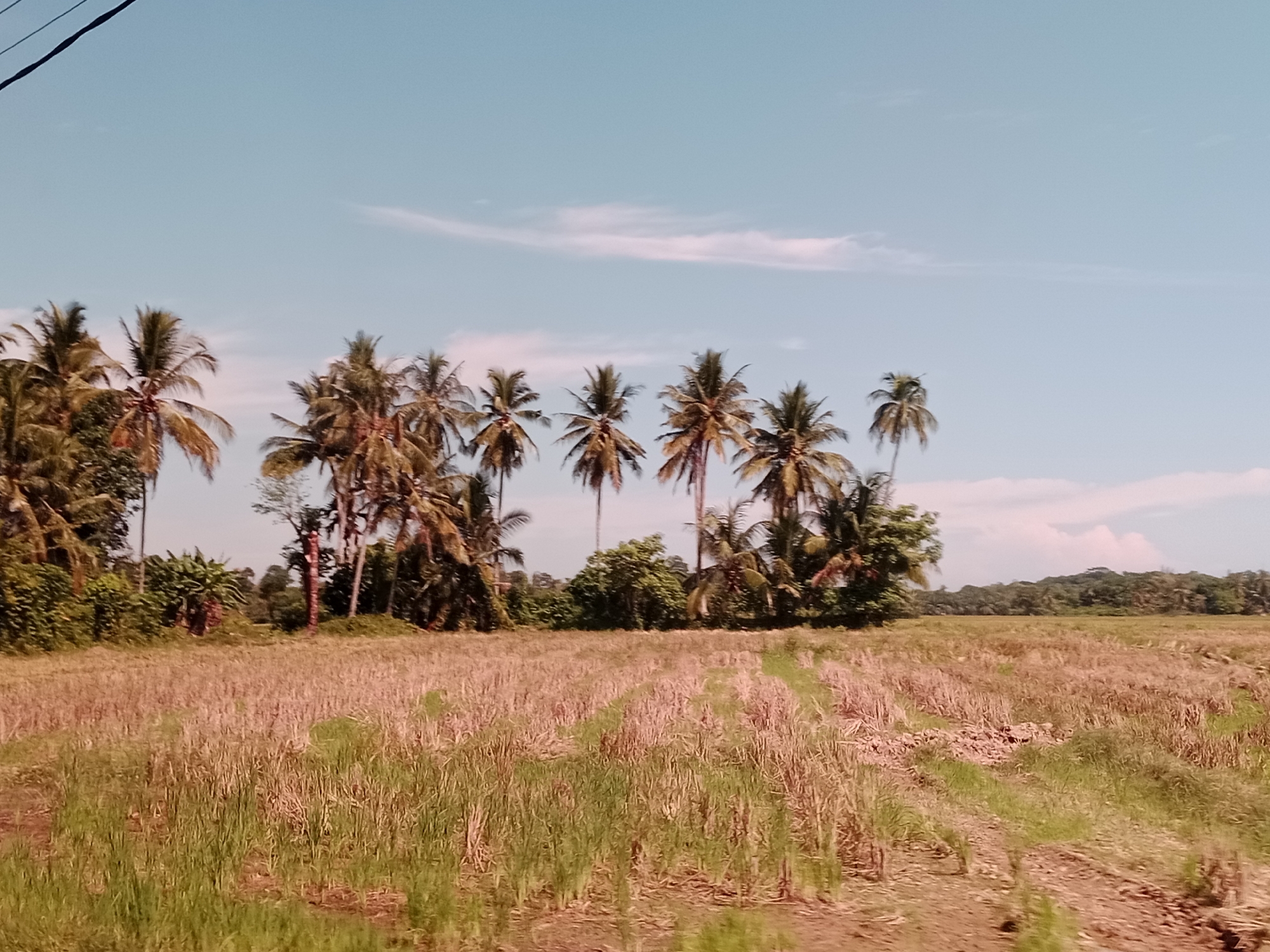 The image depicts a rural landscape. In the foreground is a field of dry, brown vegetation interspersed with patches of green growth. Visible tire tracks suggest recent agricultural activity. A line of coconut trees stands in the middle ground, framed against a light blue sky with scattered white clouds. A power line is visible in the upper left corner. In the background, a line of trees fades into the horizon. The exact location is not discernible from the image.