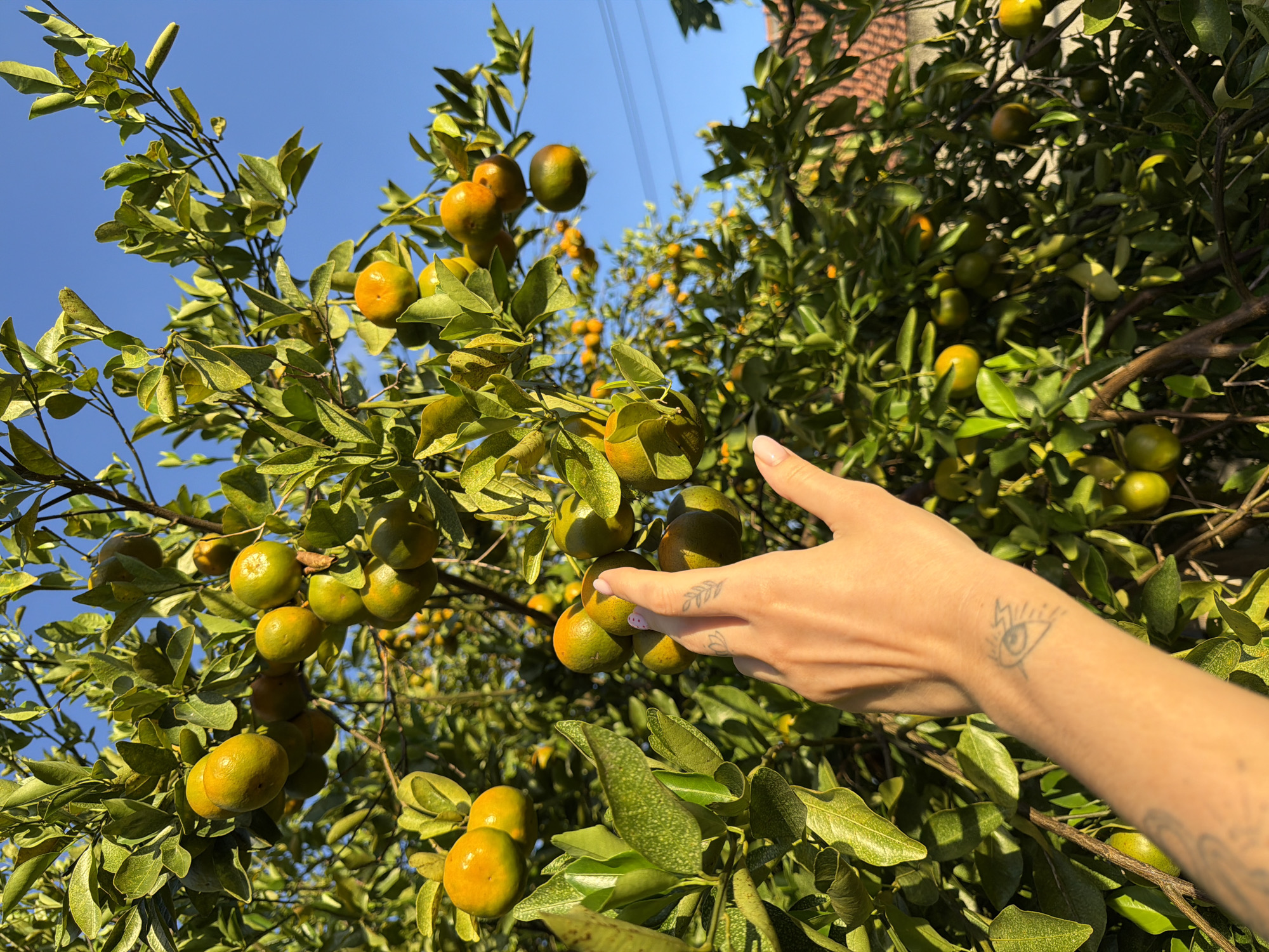 A daytime outdoor shot shows an abundance of green and orange tangerines growing on a tree in Kuta Selatan, Indonesia. A slender arm and hand reach into the tree, with visible tattoos on the wrist and fingers. The sky is clear and blue in the background, with sunlight illuminating the tree and fruit. The composition is natural, capturing a moment of interaction with the tangerine tree.