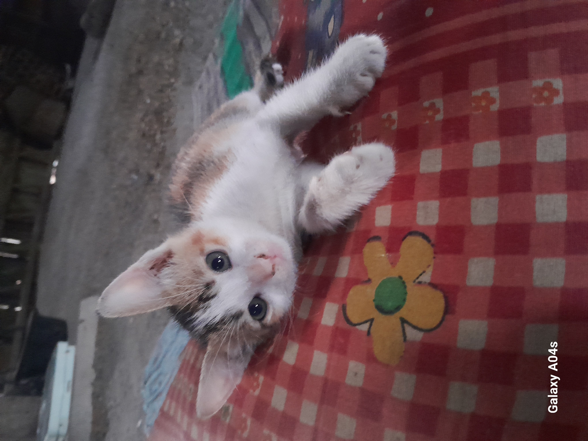 A calico kitten lies on a red and white checkered blanket with a yellow flower design. The kitten is white with patches of brown and black, and has blue eyes. It is looking directly at the camera. The background is out of focus and appears to be an outdoor setting with dirt and some objects that could be part of a structure. The lower left corner of the image contains the text "Galaxy A04s". The location is identified as Pilangpayung, Indonesia.