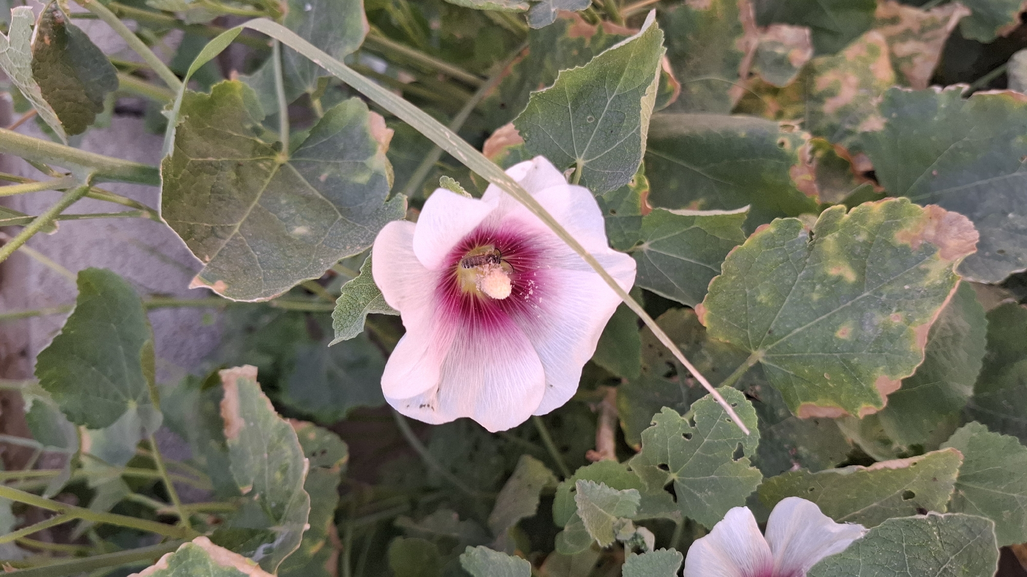 A close-up, vertical, eye-level shot focuses on a light pink hollyhock flower with a deep pink center. A small bee is visible inside the flower, partially obscured by the petals, its body facing towards the viewer. The flower is surrounded by large, green leaves, some of which show signs of browning or damage along the edges. The background consists of more foliage and a textured, light-colored wall, suggesting an outdoor environment possibly in a garden or yard. The lighting appears to be natural daylight, creating soft shadows. The location is identified as Shubarssu, Kazakhstan.