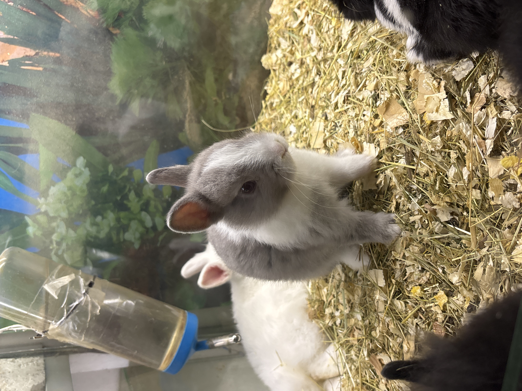 A close-up, medium-shot of a grey and white rabbit in a cage. The rabbit is positioned in the upper center of the image, facing slightly upwards. The cage contains dry hay and what appears to be other rabbits, partially obscured. To the left of the rabbit is a clear plastic water bottle with a blue lid. The background shows green foliage and a blue surface. The scene suggests a pet shop or animal shelter. The location is not discernible from the image.