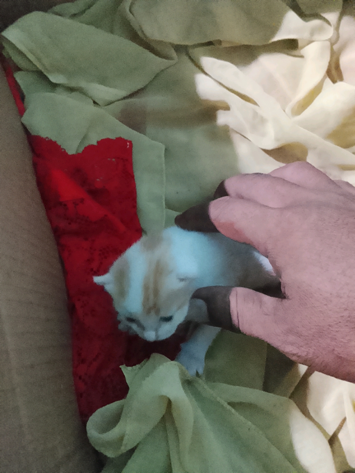 A human hand is petting a very young kitten. The kitten is light-colored with orange markings on its head and back. It appears to be nestled in soft, draped fabric. The fabric is primarily light green and tan, with a section of red fabric visible underneath. The scene is indoors, with the background suggesting a makeshift or temporary setting, possibly a box. No specific location in Ujungrusi, Indonesia, can be determined from the image.