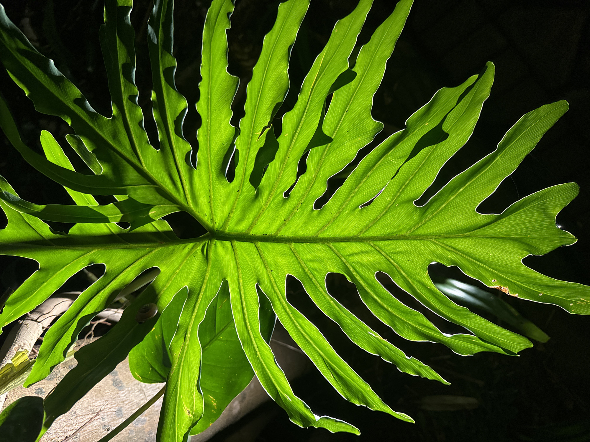 A large, vibrant green, deeply lobed leaf, likely from a tropical plant such as a Philodendron, dominates the frame, set against a dark, almost black background. The leaf is dramatically backlit by a strong light source, causing its broad surface to appear translucent and brightly illuminated, clearly revealing its intricate network of veins and fine texture.
The intense backlighting creates a striking visual effect, with the edges of the leaf's distinct lobes and serrations glowing with a bright, almost white outline. Darker, opaque shadows of other overlapping leaf sections or nearby elements are cast onto the brightly lit surface. The deep blackness of the background suggests the scene is captured at night or in very dim, shaded conditions, relying solely on artificial illumination for its dramatic presentation.
In the lower left portion of the image, behind the main leaf, a light-colored, possibly wooden, branch or trunk is partially visible. Closer examination of one of the provided crops reveals a small, brown, spiral-shelled object, possibly a snail, resting on a stem or another part of the plant. Fine, delicate white strands, resembling spider silk, are also faintly discernible in a few areas on the leaf. The lush botanical detail and the type of plant are consistent with the tropical environment of Kuta Selatan, Indonesia. No human activity or visible text is present.