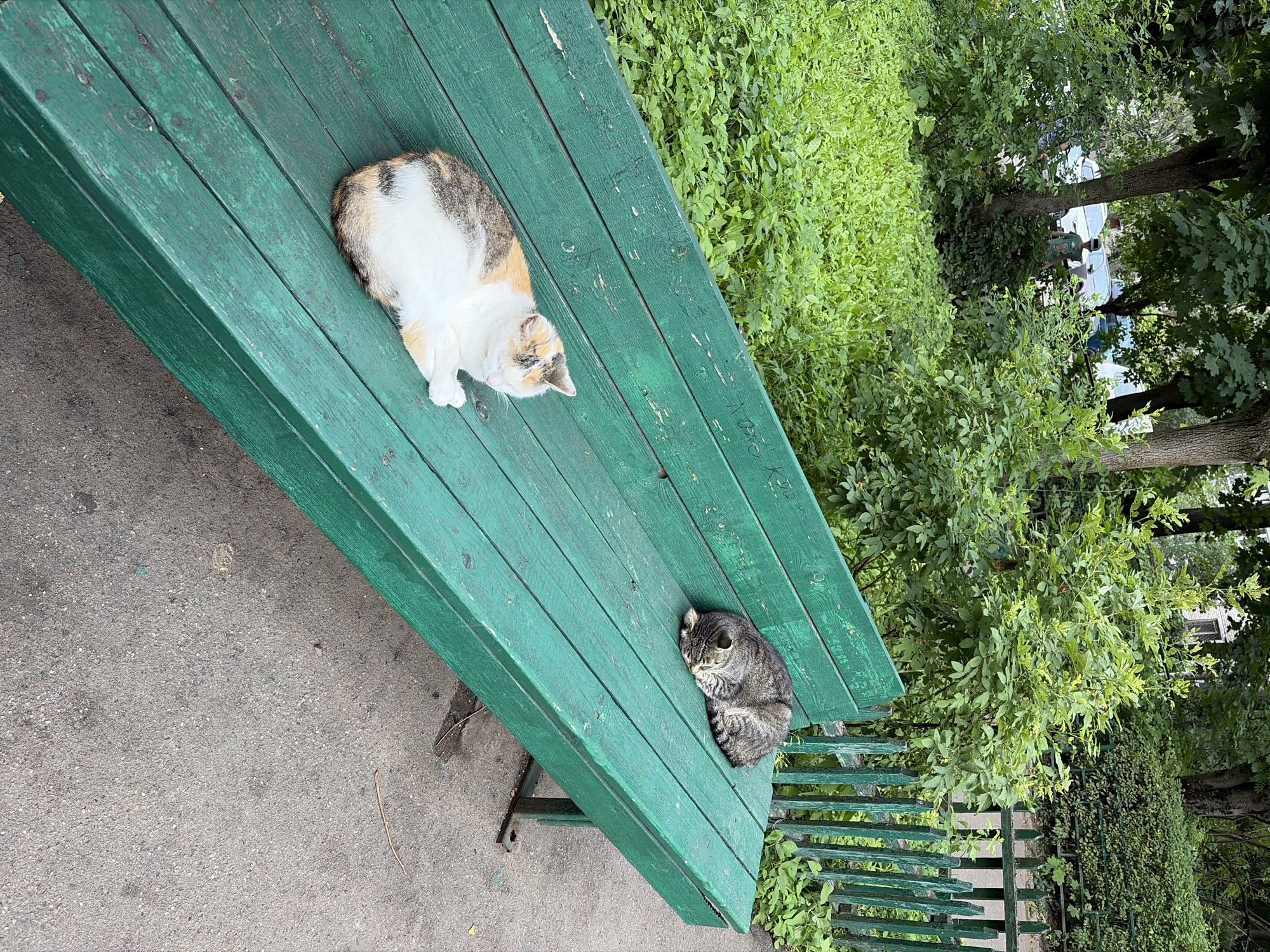 In Podolsk, Russia, two cats are resting on a weathered, green wooden park bench. The cat on the left is calico, with patches of white, orange, and black fur, lying down with its eyes closed. To the right, a tabby cat is curled up asleep, its head tucked into its body. The bench is situated outdoors, with lush green foliage and trees in the background. A section of a green wooden picket fence is visible to the right of the bench, and the ground is paved with asphalt. The scene appears to be a quiet, natural setting within the city.