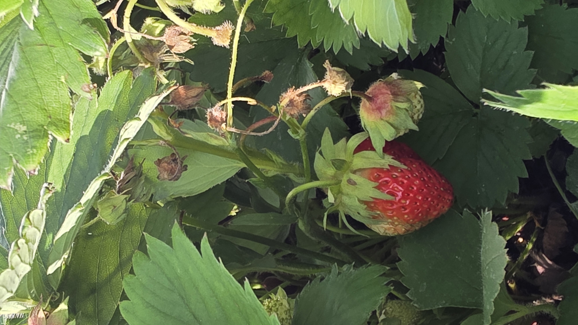 A close-up, eye-level shot showcases a ripe strawberry plant. The focus is on a single, bright red strawberry hanging from its stem, surrounded by lush green leaves. A smaller, underdeveloped green strawberry is visible to the right of the ripe one. The background is filled with more foliage and some dried, brown remnants of past blooms or leaves, suggesting a natural, outdoor setting. The lighting appears to be natural daylight, casting gentle shadows. The image was taken in an unspecified location.