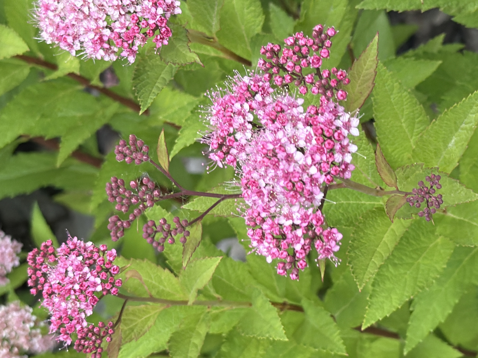 The image is a close-up photograph of pink spirea flowers with green leaves in the background. The flowers are clustered in large, frothy masses, with individual blooms appearing small and delicate. The petals are a vibrant pink, transitioning to a lighter shade at the tips. Fine white stamens extend from the center of each flower, giving a feathery appearance. The leaves are a rich green, with a serrated edge and visible veins. The overall impression is one of abundant blooms and lush foliage. The photograph does not contain any information about a specific city or location.