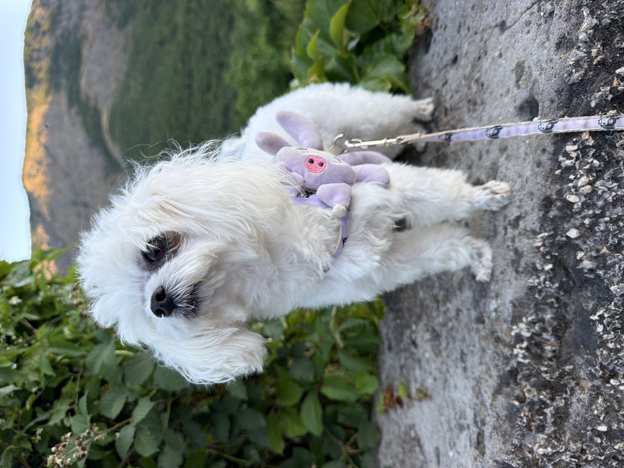 In Partenit, Ukraine, a small, white, fluffy dog stands on a rough, grey stone surface. The dog is wearing a light purple harness with a small, cartoonish purple animal charm attached. A matching light purple leash, patterned with black cartoon faces, extends downwards. Behind the dog, vibrant green foliage is visible, with hints of dried, light-colored blossoms. Further in the background, the soft, golden light of what appears to be sunset illuminates the slopes of rolling hills, partially covered in green vegetation. The sky above is a pale, clear blue.