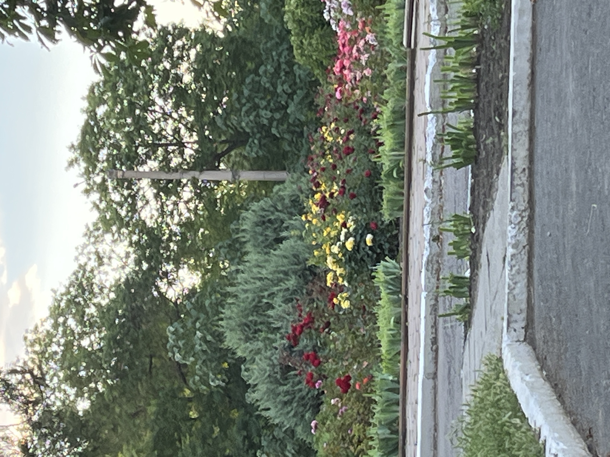 The image depicts a lush garden with a variety of roses in bloom. In the foreground, a paved area with white-painted concrete borders is visible. Behind the paved area is a flowerbed filled with red, yellow, and pink roses. Tall green bushes and trees form the background. A tall utility pole stands among the trees. The scene appears to be a public space in the city of Ivanivka, Ukraine, possibly a park or a well-maintained residential area. There are no people or animals visible in the image.