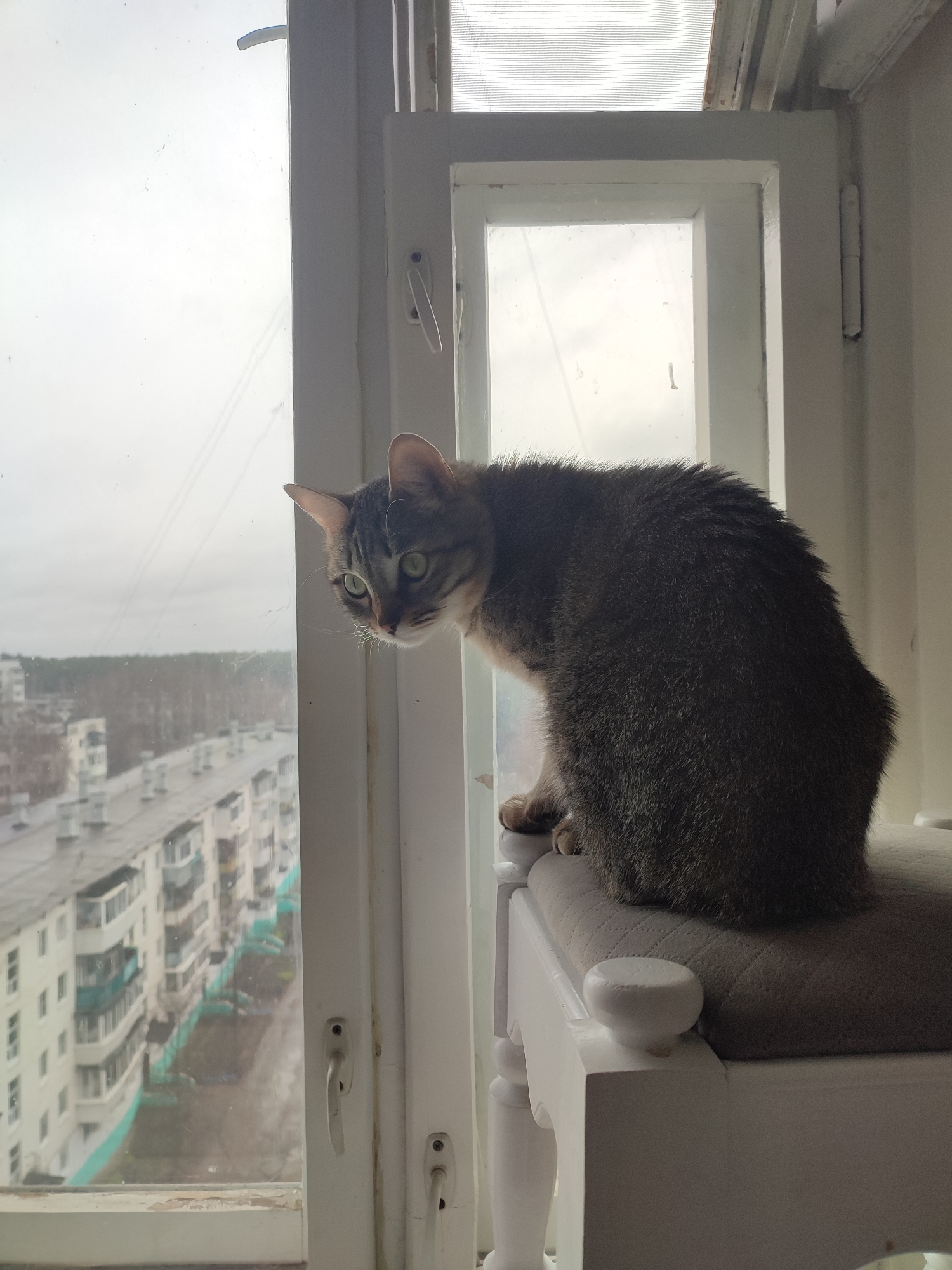 A gray tabby cat is perched on a cushioned, white-painted stool or bench near an open window. The cat is looking out the window towards a cityscape featuring dense residential buildings. The weather appears overcast. The city is Unknown, Unknown.