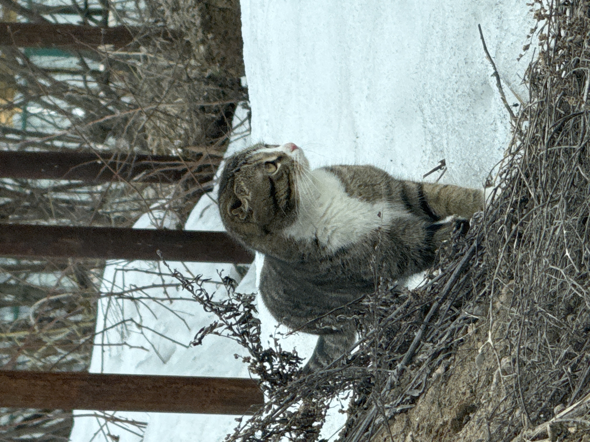 A cat with grey tabby fur and a white chest is perched on a pile of dead brush. The cat is looking up and to the left, and its right paw is resting on the brush. Behind the cat is a snow-covered surface and a section of rusted metal. The location is Noviy, Russia.