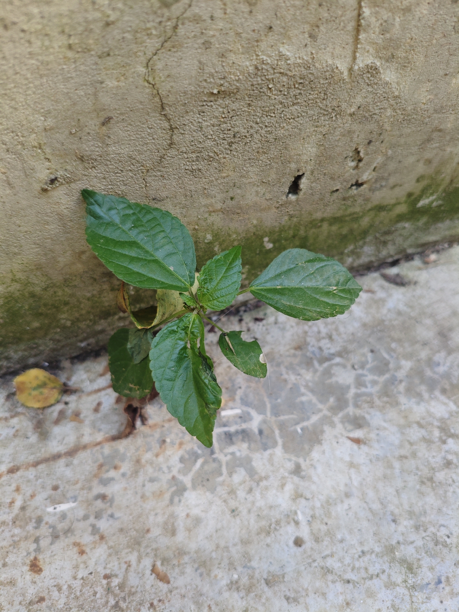 A small, green plant with serrated leaves grows from a crack between a textured, weathered concrete wall and a cracked concrete surface. The wall has patches of green moss and several small holes. The concrete surface is speckled with brown and gray. A single, dry, yellow leaf lies on the concrete to the left of the plant. The lighting suggests an outdoor, possibly shaded environment. There are no people or animals visible in the image. The scene appears to be a common urban or suburban detail.