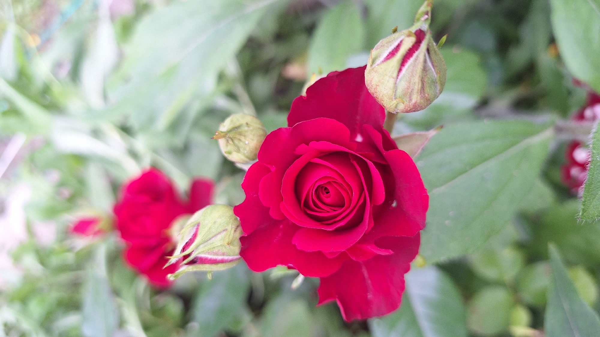 The image shows a close-up view of a deep red rose in full bloom, with several rosebuds in various stages of development surrounding it. The rose's petals are tightly furled in the center, forming a classic spiral pattern, and gradually open outwards. The buds are a pale green with streaks of pink and red along their edges, indicating they are preparing to bloom. The rose and its buds are set against a backdrop of soft green foliage, which is slightly out of focus, giving the impression of a garden setting.
The lighting suggests it is daytime, likely a bright day, as evidenced by the clear illumination of the rose. There are no people visible in the image. The overall mood is one of natural beauty and the gentle progression of growth, as seen in the blooming rose and its nascent buds. The focus is sharply on the main rose, highlighting its texture and vibrant color. The background foliage is a mixture of green leaves and some lighter, softer elements that could be other flowers or reflections. The image is devoid of any visible text. The setting appears to be an outdoor garden.