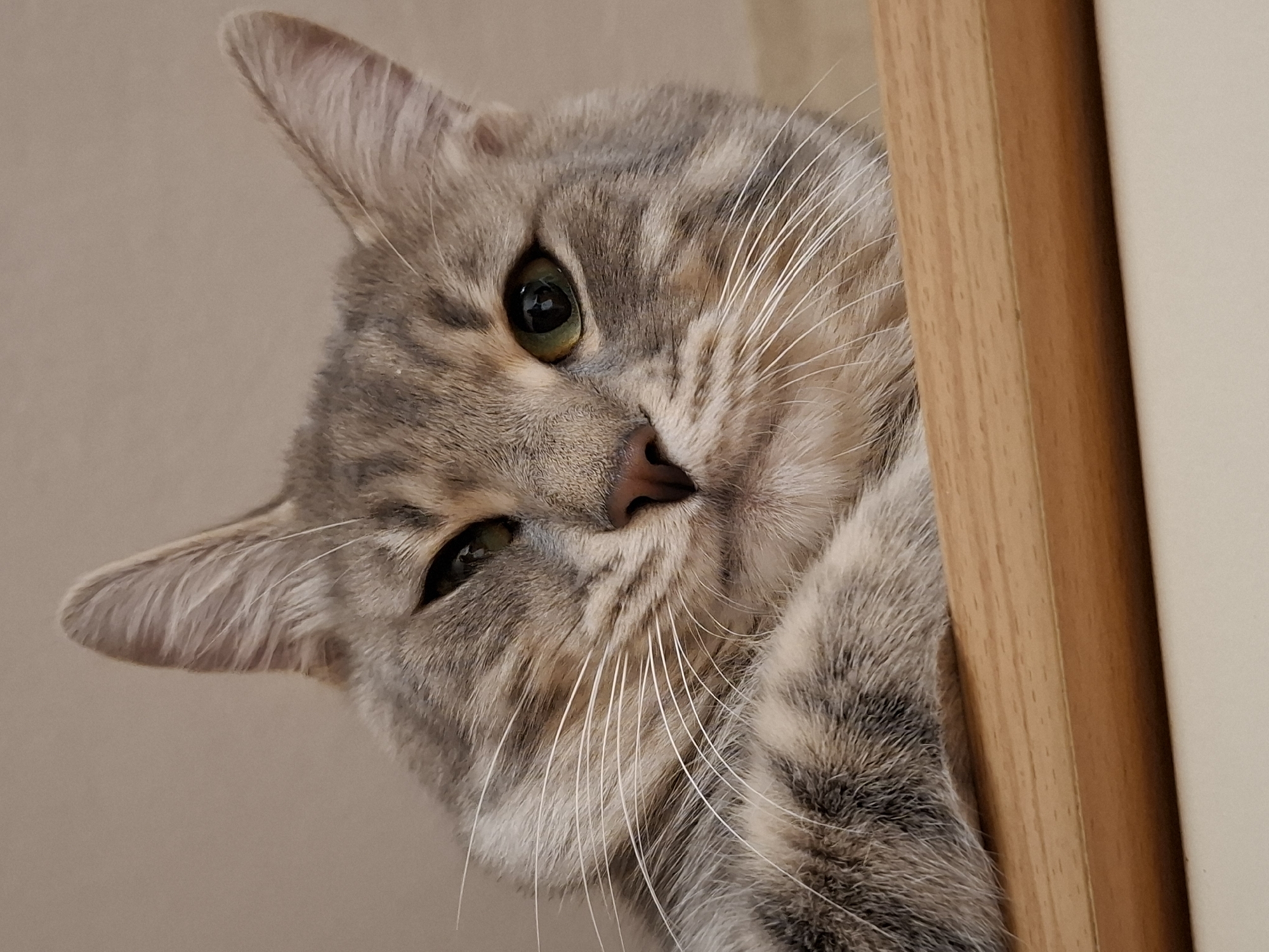 A close-up, angled photograph captures the head of a grey and brown striped tabby cat peeking from behind a light-colored wooden frame, likely a door or piece of furniture. The cat occupies the left and central portion of the image, with the wooden frame forming a vertical strip along the right side. Its right eye, a prominent green-gold, is more open, while the left eye is largely closed, conveying a curious, sly, or somewhat sleepy expression. Long, white whiskers fan out from its muzzle. The cat's fur shows distinct tabby markings, with varying shades of grey, brown, and cream. A hint of its front paw or shoulder is visible at the bottom right, near the wooden frame. The background consists of a plain, light beige wall. The lighting is soft and even, suggesting an indoor setting. No text is visible in the image. The scene takes place indoors in Novi Sad, Serbia.