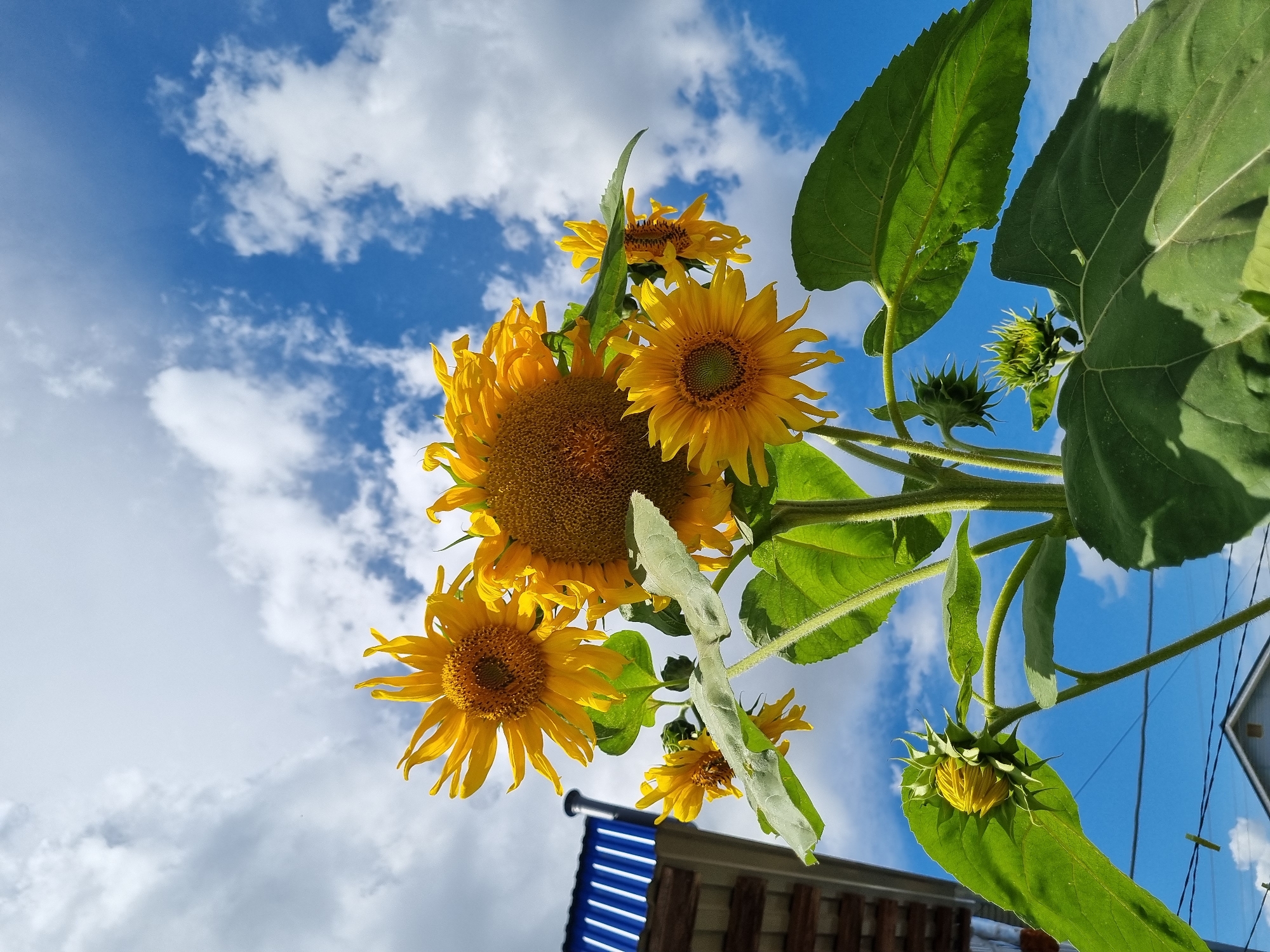 The image depicts a cluster of sunflowers in various stages of bloom against a backdrop of a bright blue sky with fluffy white clouds. Several sunflowers are fully open, showcasing their yellow petals and brown centers, while others are still buds. The plants have large green leaves and thick stems, suggesting they are thriving. In the background, the edge of a blue-roofed building with a brick lower section is visible on the left, and some electrical wires are strung across the lower part of the frame. A small clothespin is attached to one of the wires. The overall scene is a close-up, low-angle shot of the sunflowers, emphasizing their height and the expanse of the sky. There are no people or animals visible in the frame. The location is identified as Shymkent, Kazakhstan.