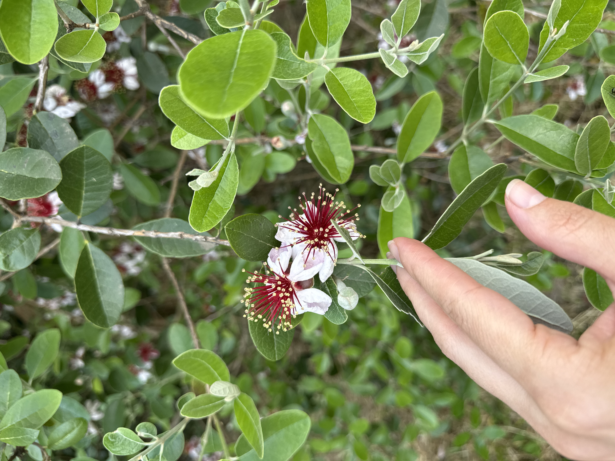 A close-up, eye-level, outdoor shot captures a human hand gently touching the leaves and delicate white and red flowers of a flowering plant. The plant is lush with vibrant green leaves and has small, intricate blossoms with red stamens tipped with yellow. The background is a blur of green foliage, suggesting a garden or natural setting. The image was taken in Sochi, Russia, on a cloudy day.