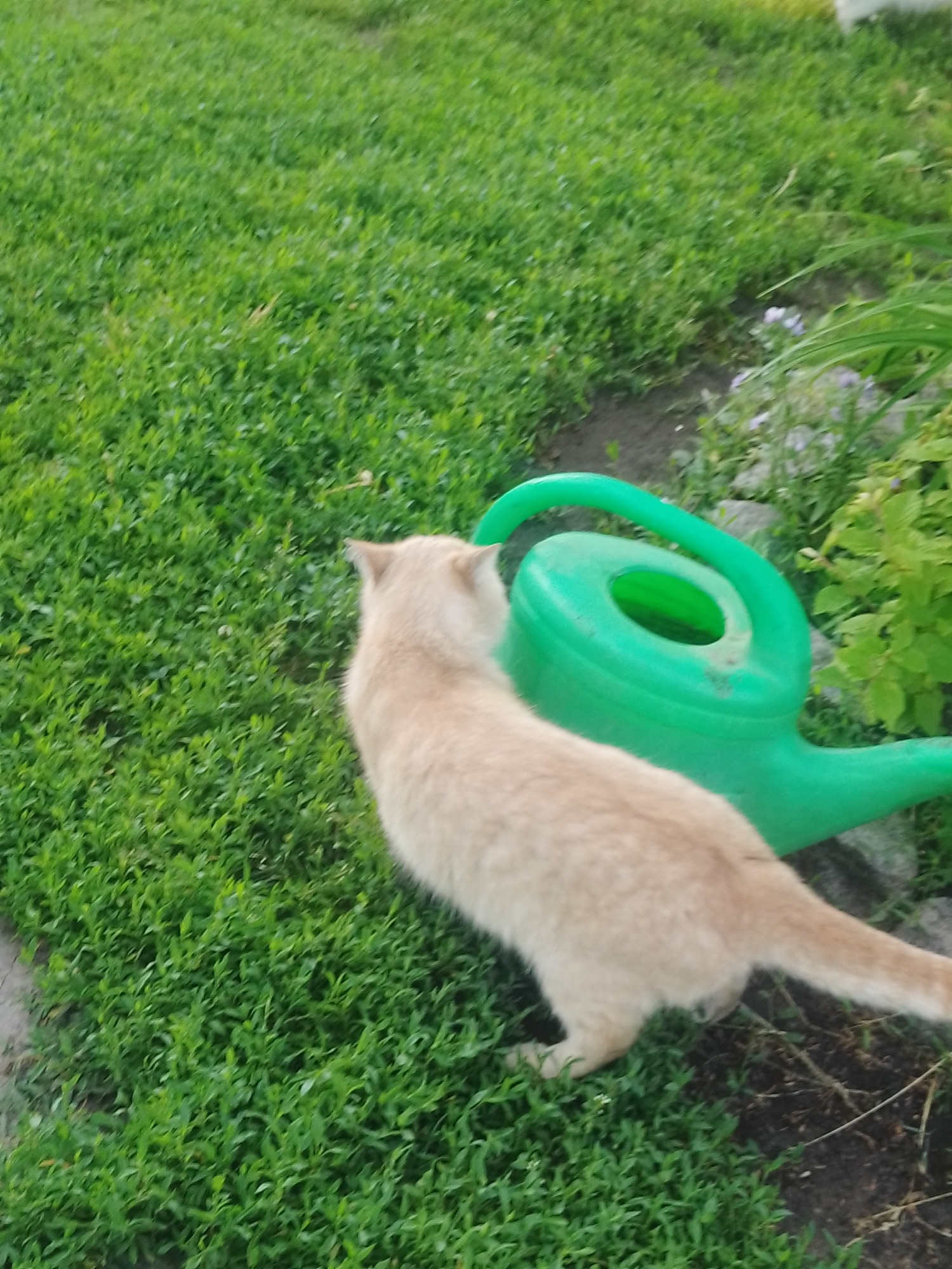 A light tan cat with a fluffy tail is sniffing a bright green watering can in a grassy area. The watering can is large and has a curved handle. The grass is lush and green, with some small white flowers scattered throughout. In the background, there are more green plants and some dirt. The scene appears to be in a backyard or garden. The location is in Ustyvytsia, Ukraine.