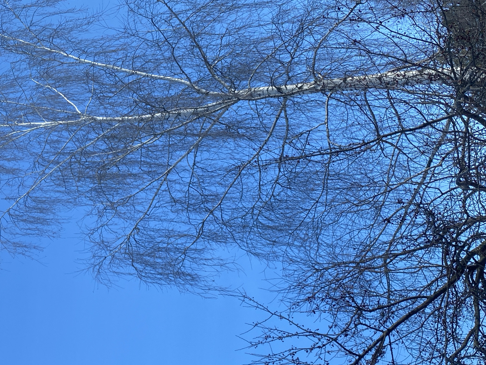 The image displays a clear, vibrant blue sky filling the majority of the frame, indicating daylight and fair weather. A tall, prominent birch tree (*Betula* genus) with distinctive white and dark mottled bark occupies the right side and extends towards the upper center. Its numerous fine branches are bare of foliage, exhibiting a weeping growth habit. In the lower left and foreground, a darker network of bare deciduous tree or shrub branches is visible. These foreground branches bear small, dark, spherical objects consistent with dried berries or seeds. The overall lack of leaves on all visible trees suggests a season of late autumn, winter, or early spring. The scene is presented as being located in Chaikovsky, Russia. No people, animals, or artificial structures are discernible.