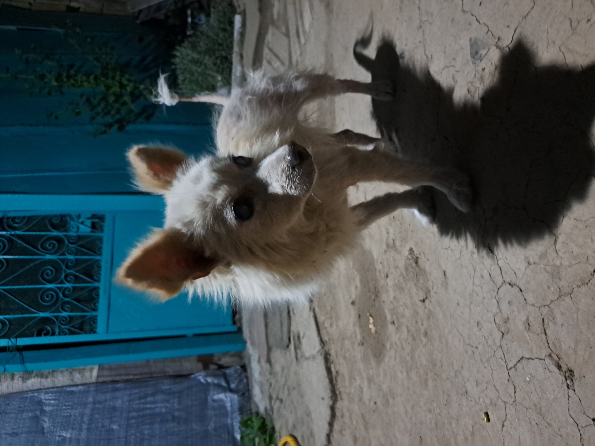 A small, white-furred dog stands on cracked, dry earth in an outdoor area. The dog is facing to the right of the frame with its head tilted slightly. Its fur appears somewhat matted and its body is thin. The dog's eyes are dark and appear to have some cloudiness. Behind the dog, there is a teal-colored metal gate with decorative scrollwork. To the left of the gate, a large, dark blue tarp is visible. In the background, to the right of the gate, there is some green foliage. The scene is illuminated by artificial light, casting a distinct shadow of the dog on the ground. The overall impression is that of an outdoor, possibly urban or semi-urban, environment at night. The location is Vypasne, Ukraine.