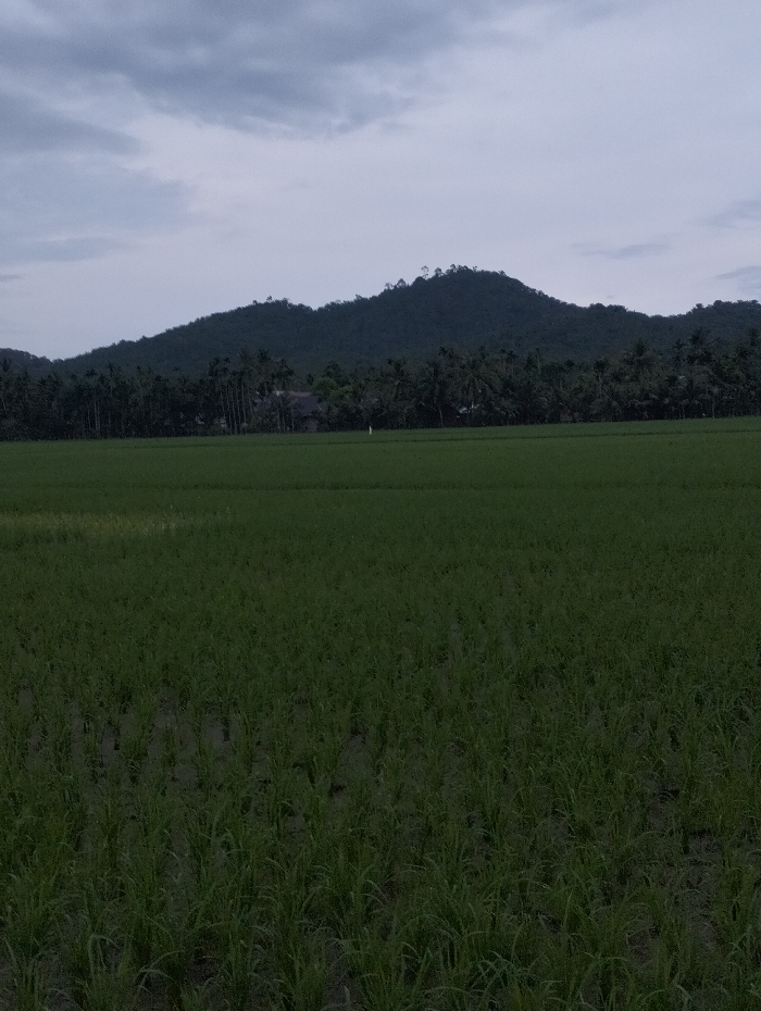 A wide expanse of vibrant green rice paddies dominates the foreground. A backdrop features a verdant mountain range shrouded in dense trees. The sky above is overcast with grey clouds, casting a dim light over the entire scene. The horizon is punctuated by the silhouettes of trees and the gentle slope of the mountains.