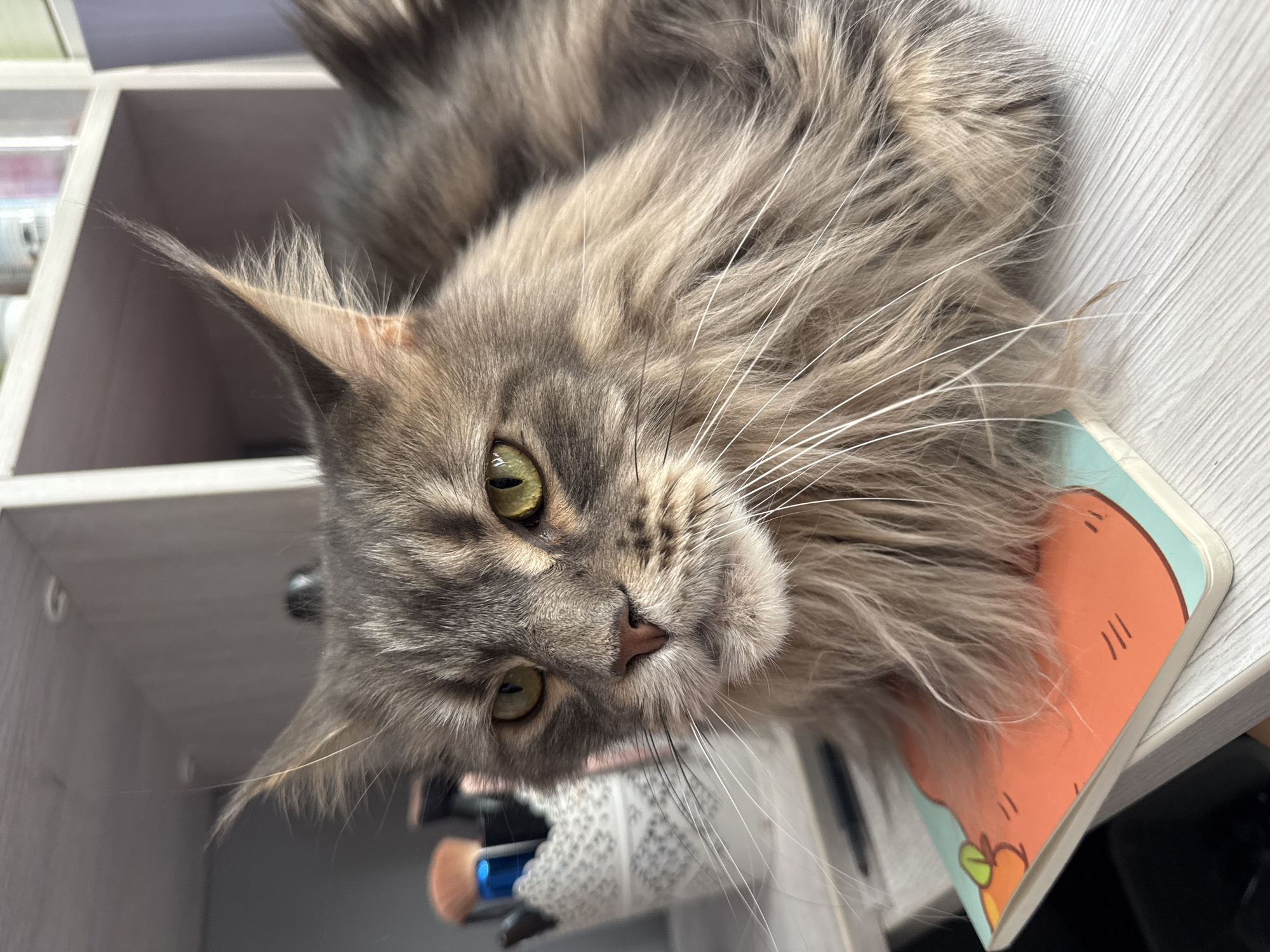 A close-up, eye-level, medium shot features a Maine Coon cat with green eyes and gray and brown tabby fur. The cat is lying down on an orange and teal notebook, which is on a white wooden desk. Behind the cat, a white shelf unit is visible, containing various items including makeup brushes in a white decorative container. The cat's ears are pointed, and its long whiskers extend outward. The cat is looking directly at the camera, with a calm expression. The scene is indoors, likely in a domestic setting.