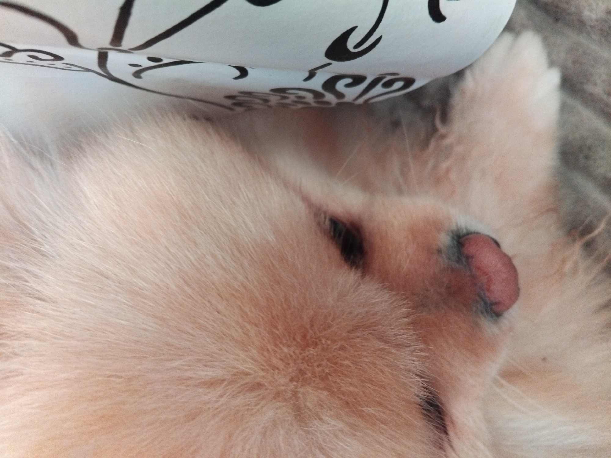 A close-up photograph depicts a fluffy, light-orange or peach-colored dog sleeping. The dog's nose, with a pink tongue slightly protruding, is visible. The dog appears to be resting its head on a patterned pillow or cushion, with black decorative elements visible against a white background. The environment suggests an indoor setting, possibly a bed or sofa. There is no indication of Apriltsi, Bulgaria.