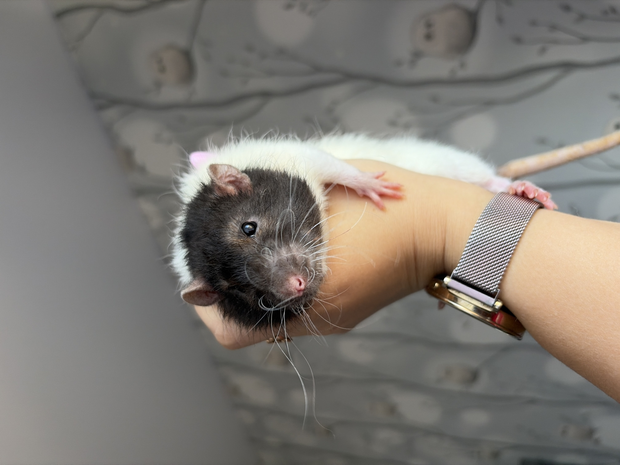 A close-up, eye-level shot captures a black and white hooded domestic rat resting comfortably on a person's arm. The rat, with its dark, almost black face and head, features a pink nose, prominent long white whiskers, and bright, dark eyes that gaze directly towards the viewer. Its fur transitions to white across its body, and its delicate pink paws are visible, gently splayed on the person's skin.
The human arm, appearing light-skinned, is extended horizontally across the frame. A watch is worn on the wrist, featuring a silver-toned metallic mesh strap and a circular, gold-colored watch face casing.
The background is softly blurred, revealing a light grey and white pattern or texture, possibly a wall or soft furnishing, indicating an indoor setting. The lighting is even and soft, suggesting either natural light from an unseen window or diffused artificial lighting. The scene conveys a sense of calm interaction and the rat appears relaxed and curious. There is no visible text.