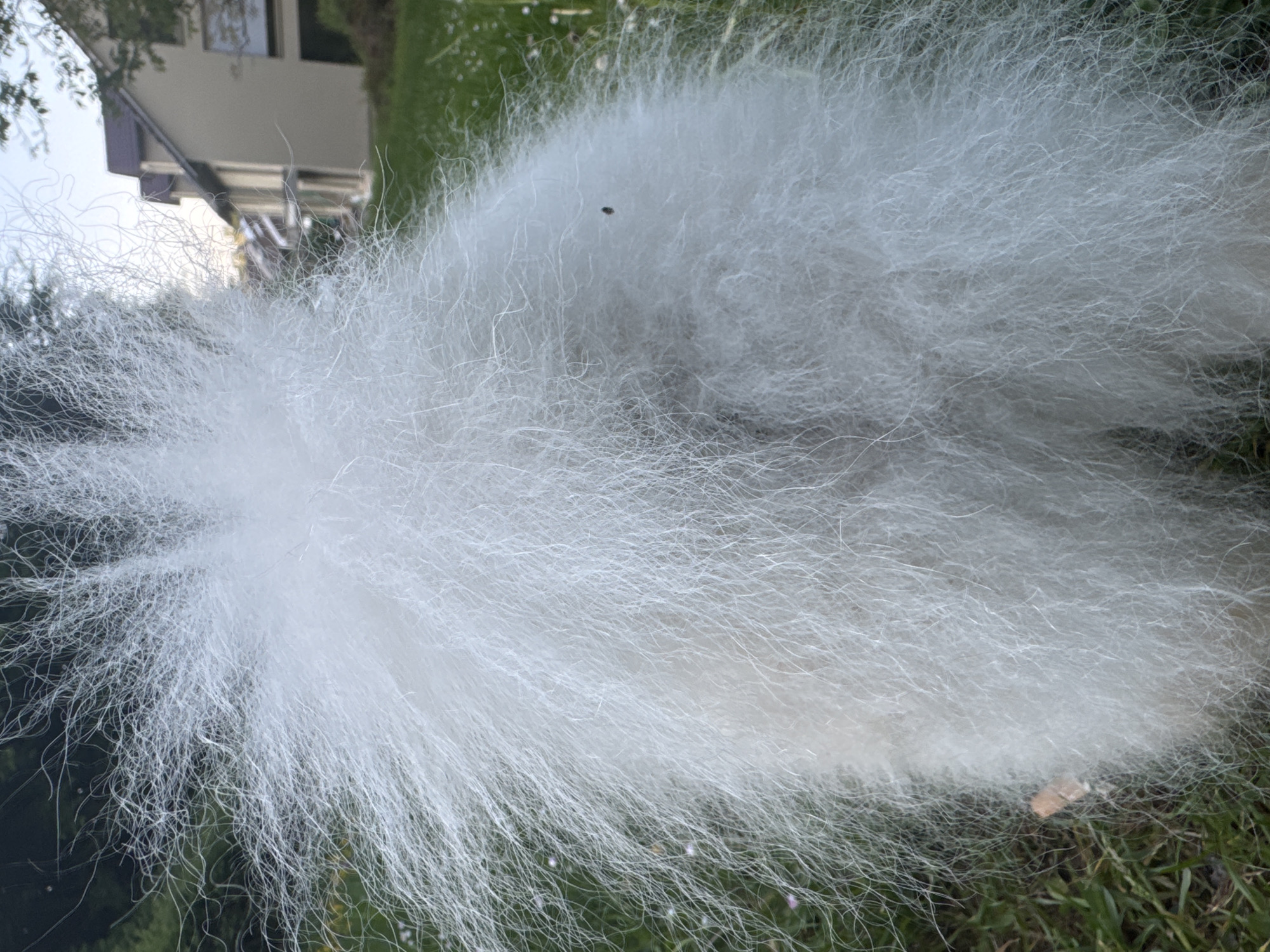 The image shows a pile of white fur, likely from an animal, resting on a patch of grass. A small dark object, possibly an insect or seed, is visible within the fur pile. The background reveals a blurred house and hints of greenery, suggesting an outdoor setting. The location is Bietigheim-Bissingen, Germany.