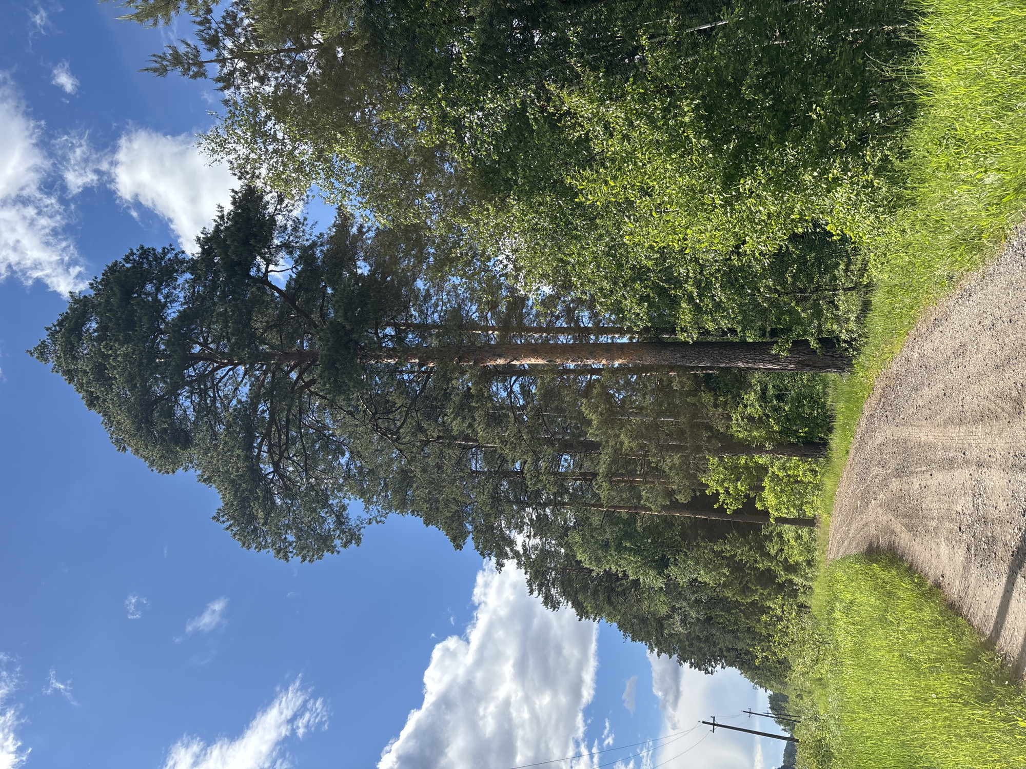 The image shows a dirt road in a rural setting in Шевлягино, Russia. Tall trees line one side of the road, while a grassy verge borders the other. The sky is blue with scattered white clouds. Power lines can be seen in the distance.