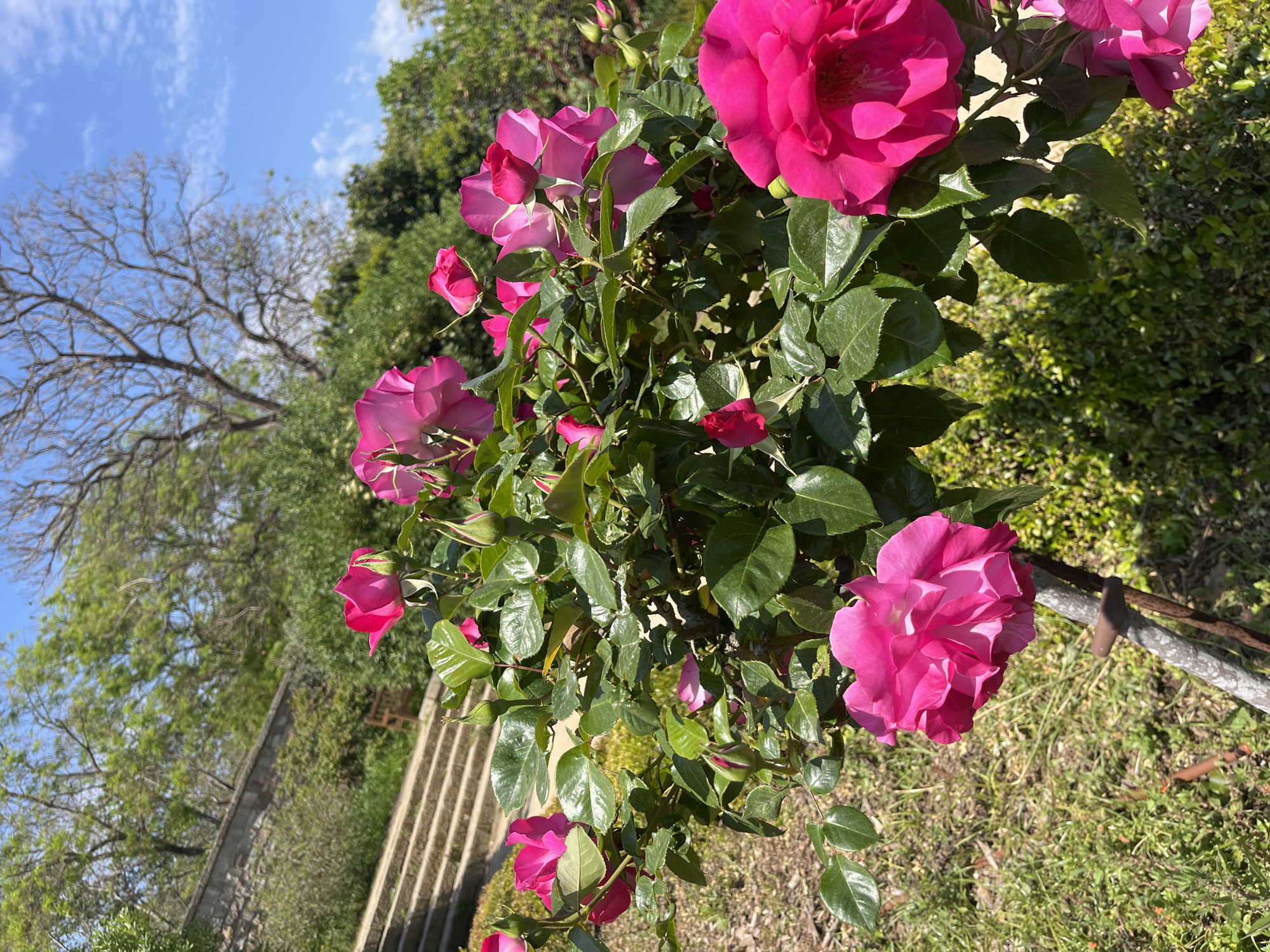 The image captures a vibrant display of pink roses in an outdoor setting. The roses are in full bloom, their petals catching the sunlight. Lush green foliage surrounds the flowers, providing a backdrop to their color.
In the background, there is a glimpse of greenery suggesting a garden or park. A set of stone stairs is visible, indicating a slightly elevated terrain. The sky is partly cloudy, with patches of blue peeking through.
The location is most likely Barcelona, Spain, as rose gardens are common in the city.