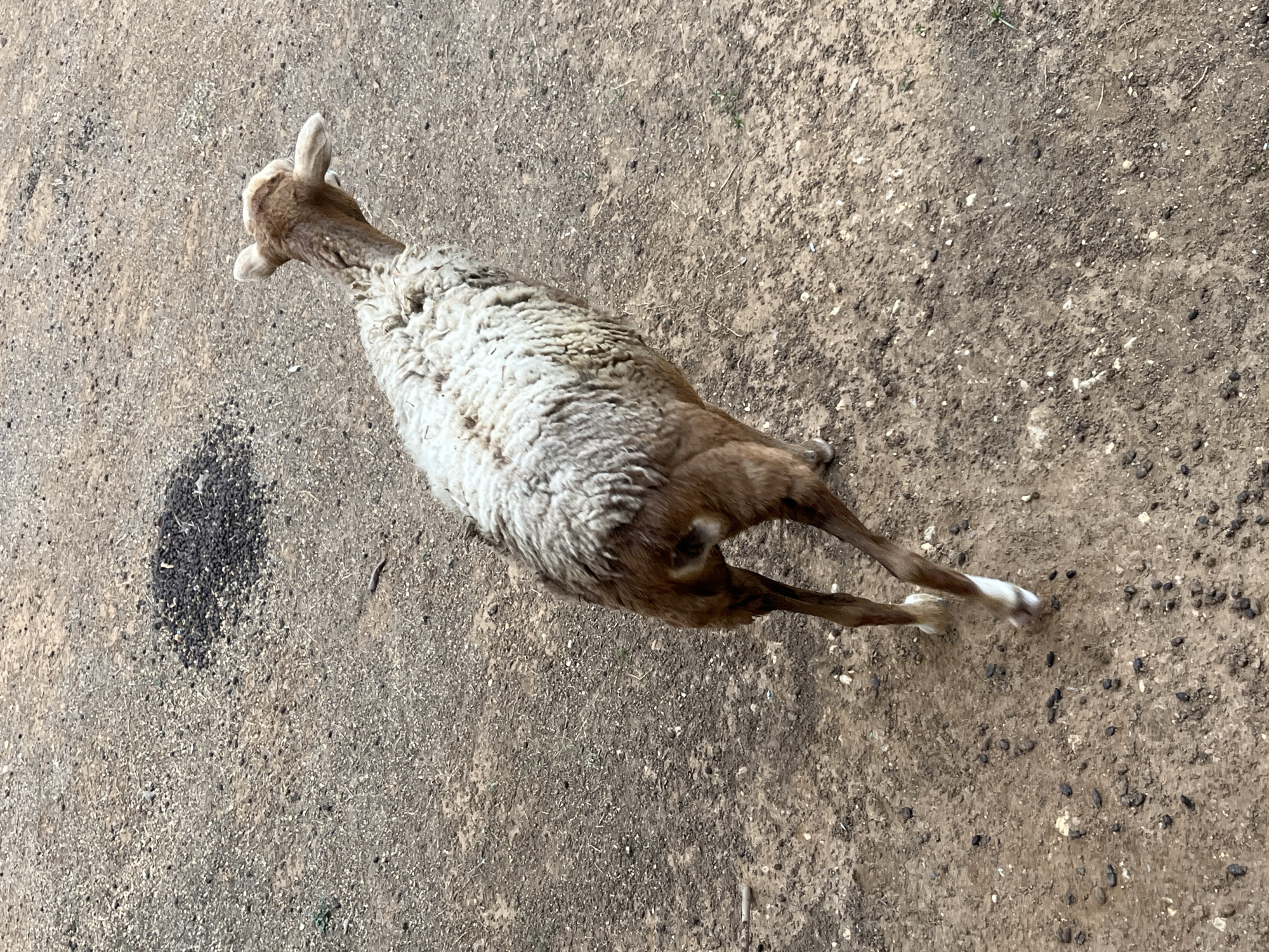 The image shows a sheep lying down on a dirt surface in what appears to be Tinaquillo, Venezuela. The sheep has a white and tan coat and its back legs are stretched out behind it. There is a pile of dark-colored droppings to the left of the sheep. The ground is dry and dusty.