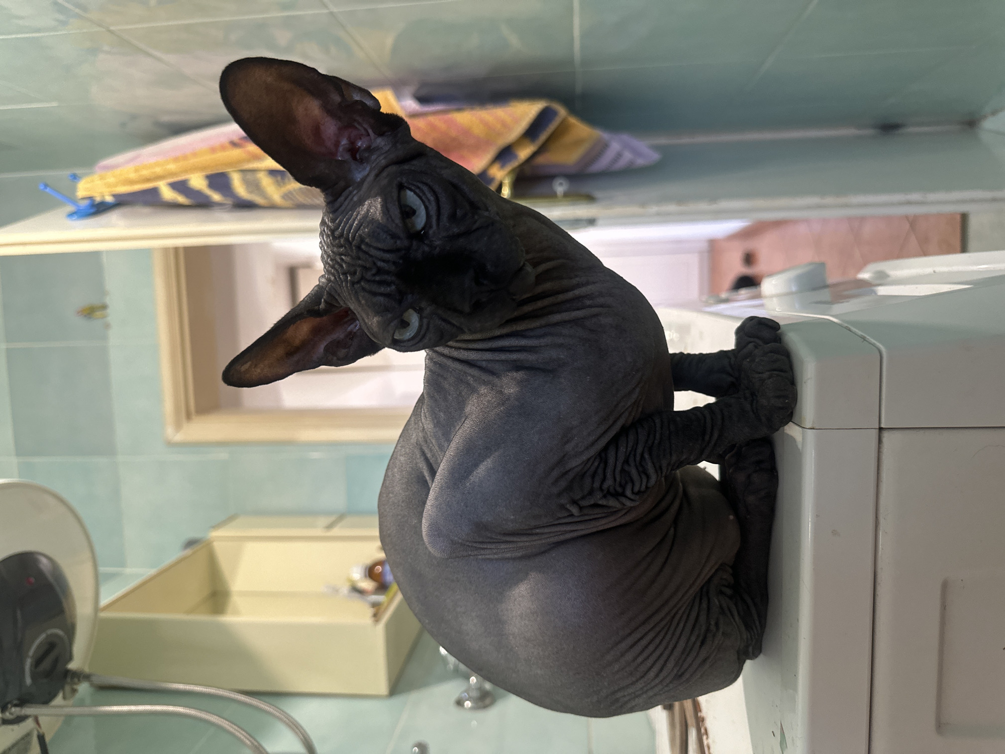 A black Sphynx cat is perched on the edge of a white washing machine in a bathroom. The cat is looking at the camera with its head tilted. Behind the cat is a towel and a bathroom mirror. The bathroom contains a sink and other standard bathroom fixtures. The location is likely a residential bathroom in Budva, Montenegro.
