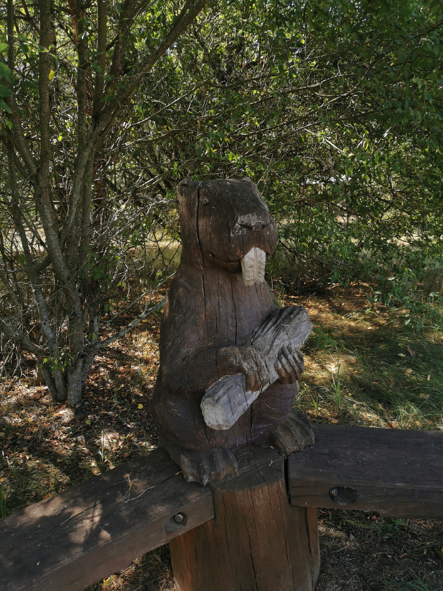 A wooden carving of a beaver sits on a wooden bench outdoors. The beaver is carved from dark wood and is holding a piece of wood in its paws. The beaver has large front teeth that are carved to look like they are protruding. The bench is made of rough-hewn wood and appears to be weathered. Behind the beaver and bench, there is a dense forest with a variety of trees and foliage. The ground is covered with fallen leaves and dry grass. The lighting suggests it is daytime with sunlight filtering through the trees. This scene is located in the village of Shcharchoŭski sel'ski Savet, Belarus.