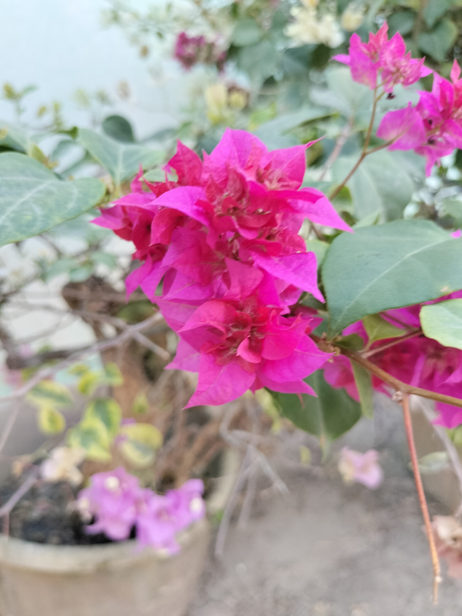 A close-up, shallow depth of field photograph shows a cluster of bright magenta bougainvillea flowers in bloom. The flowers, with their paper-thin bracts, are arranged in bunches along a thin stem, some appearing unfurled while others are tightly closed. Large, matte green leaves with visible veins provide a backdrop to the vibrant blooms. In the background, the scene is blurred, hinting at more foliage and possibly other flowering plants, some appearing lighter pink or white. The overall impression is that of a well-tended garden or potted plant. The location in Karang Indah, Indonesia, suggests a tropical or subtropical climate suitable for this type of flowering plant. No people or specific actions are depicted.