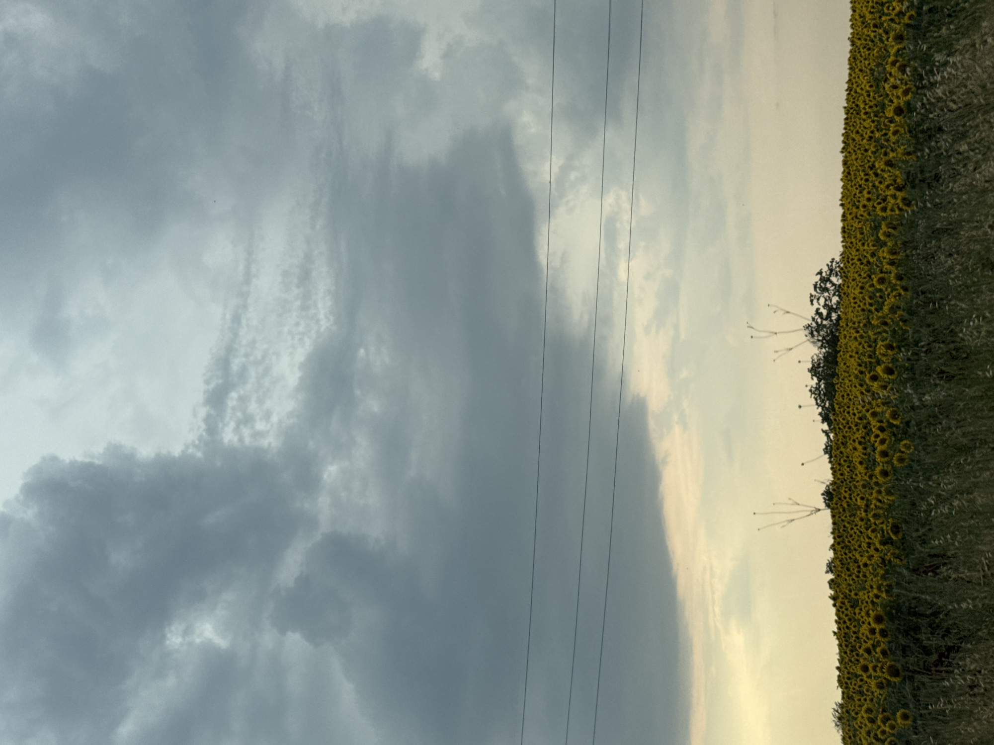 The image depicts a vast field of sunflowers under a dramatic, cloudy sky. Three parallel power lines stretch horizontally across the upper portion of the frame. The sunflower field occupies the lower half of the image, with tall green grass and foliage in the foreground. The sky is filled with various cloud formations, ranging from dark, heavy clouds to lighter, more dispersed ones, with a subtle yellowish glow near the horizon. The overall scene is one of natural beauty and a sense of approaching weather. The location is specified as the city of Staro Selo, Bulgaria.