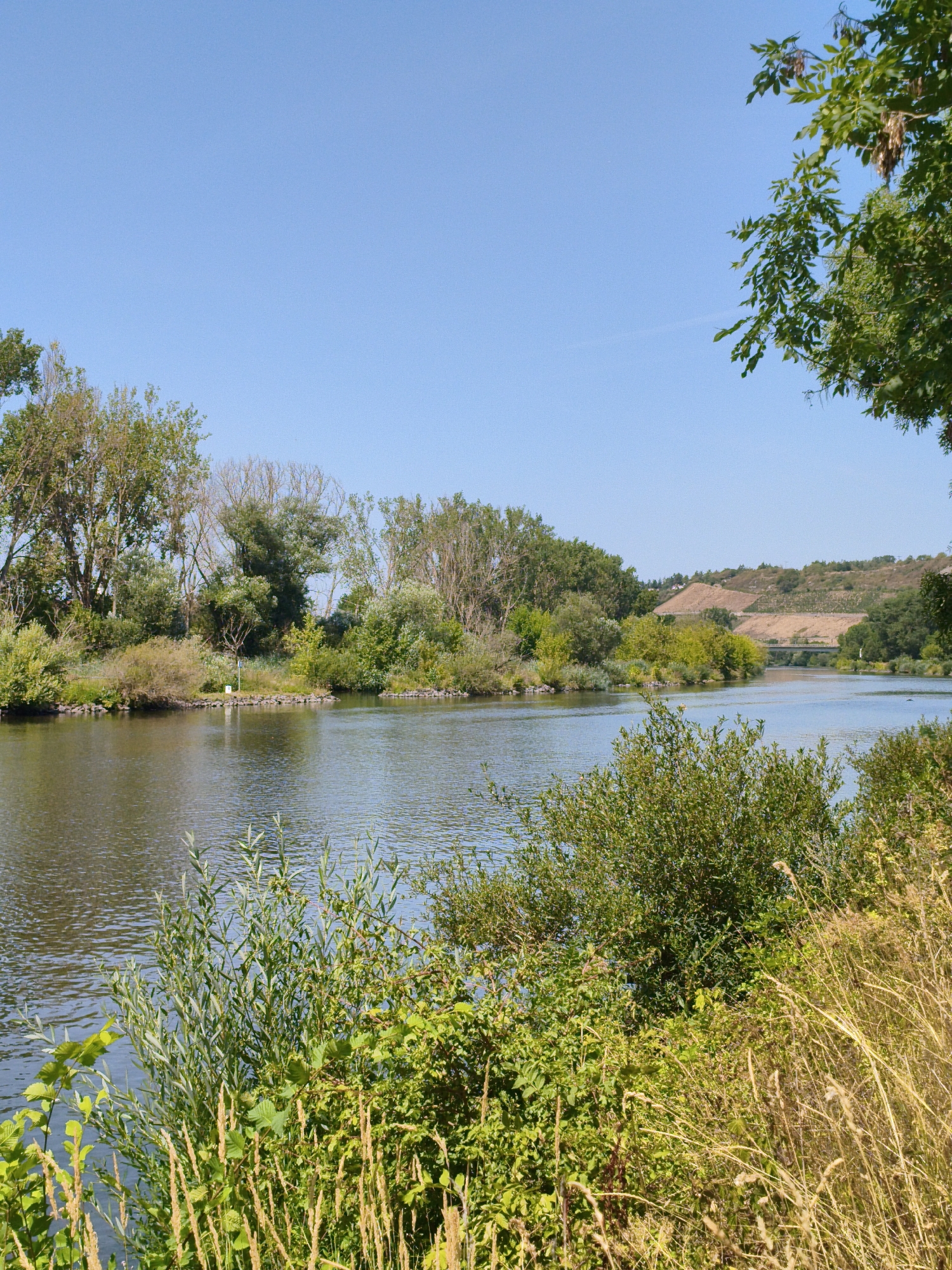 The image depicts a wide, calm river flowing through a green, treed landscape under a clear blue sky. The foreground is dominated by lush vegetation, including tall grasses and leafy bushes. The river's surface reflects the surrounding greenery and the sky, with gentle ripples indicating a slight breeze. Across the river, the bank is lined with dense trees and shrubs, with some rocks visible along the waterline. In the background, rolling hills with terraced slopes, possibly vineyards, rise gently. A bridge can be seen spanning the river in the distance. The overall scene suggests a natural, peaceful environment. This view is characteristic of the Main River as it flows through Sommerhausen, Germany, a town known for its vineyards and picturesque riverbanks. There are no people or animals visible in the image. The lighting suggests a sunny day, likely late morning or early afternoon.