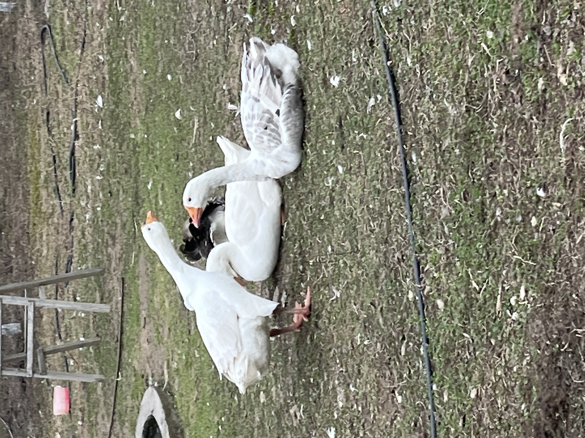 The image, taken in Chaikovsky, Russia, captures an outdoor scene featuring two domestic geese on a grassy, somewhat sparse ground. In the foreground, an all-white goose with an orange beak and feet has its head lowered, seemingly foraging or resting. Behind it, another goose, predominantly white with grey markings on its back and wings, also lowers its head near a smaller, dark-feathered bird, possibly a duck or chicken, partially visible beneath the white goose's neck.
The setting appears to be a rural or farm environment, with patches of green and dry grass under natural daylight. Scattered feathers are visible on the ground. On the left, a rustic wooden structure resembling a table or stand is present, alongside a small red container. A dark, oval-shaped basin, possibly a water trough, is located in the bottom center. A black hose or cable runs across the ground. The time of day is daytime, with mild lighting suggesting either an overcast sky or midday. No specific weather conditions are indicated beyond mildness. There is no visible text in the image.