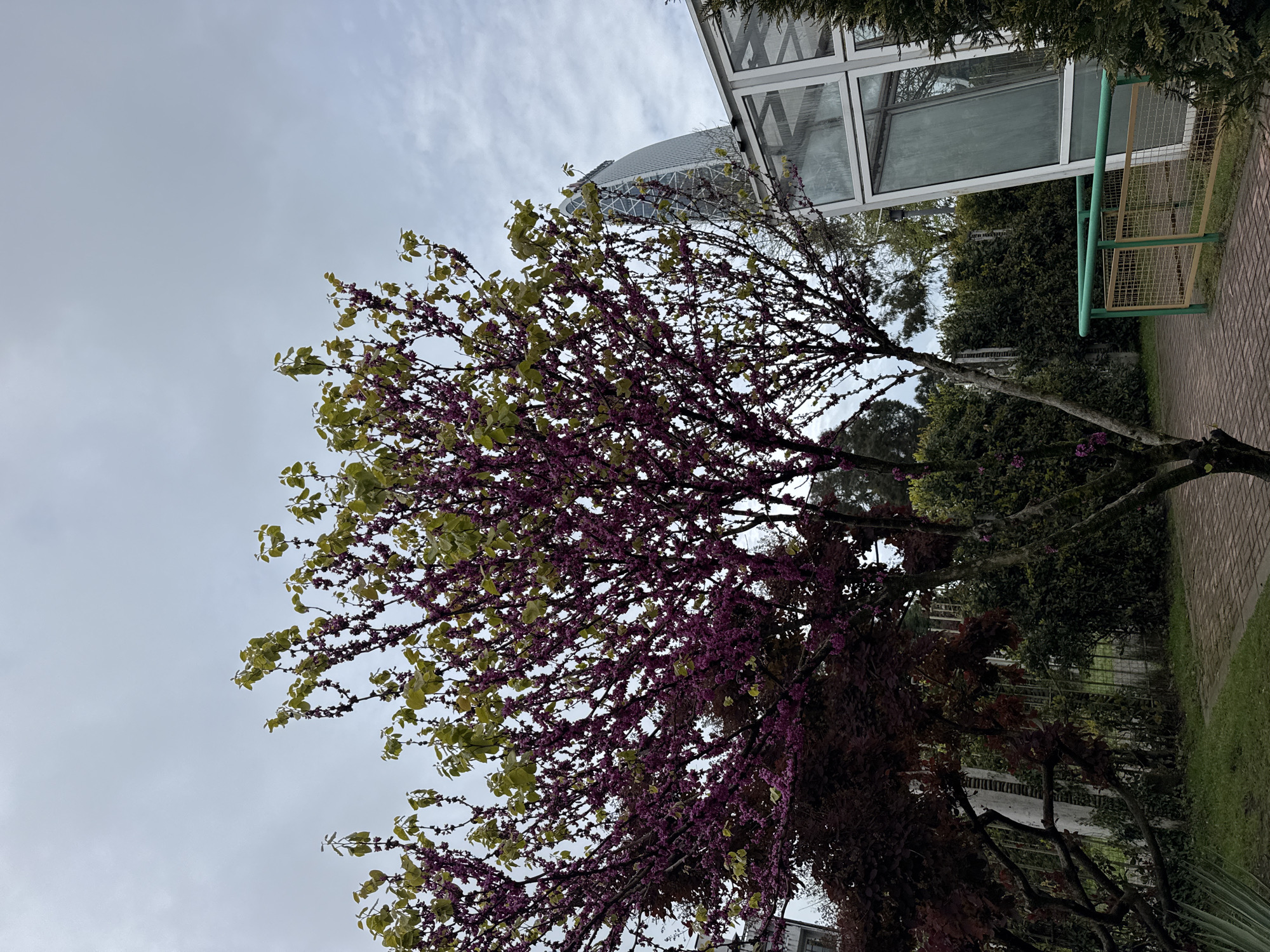 The image captures a vibrant tree with purple blossoms and light green leaves. The tree is situated near a building with a modern glass facade and a curved, dome-like structure partially visible behind it. To the right of the tree is a section of a building with a green and tan metal frame. The surrounding area is filled with greenery, including shrubs and other trees. The sky is overcast with a cloudy, greyish tone. A brick walkway is visible at the lower right of the frame.