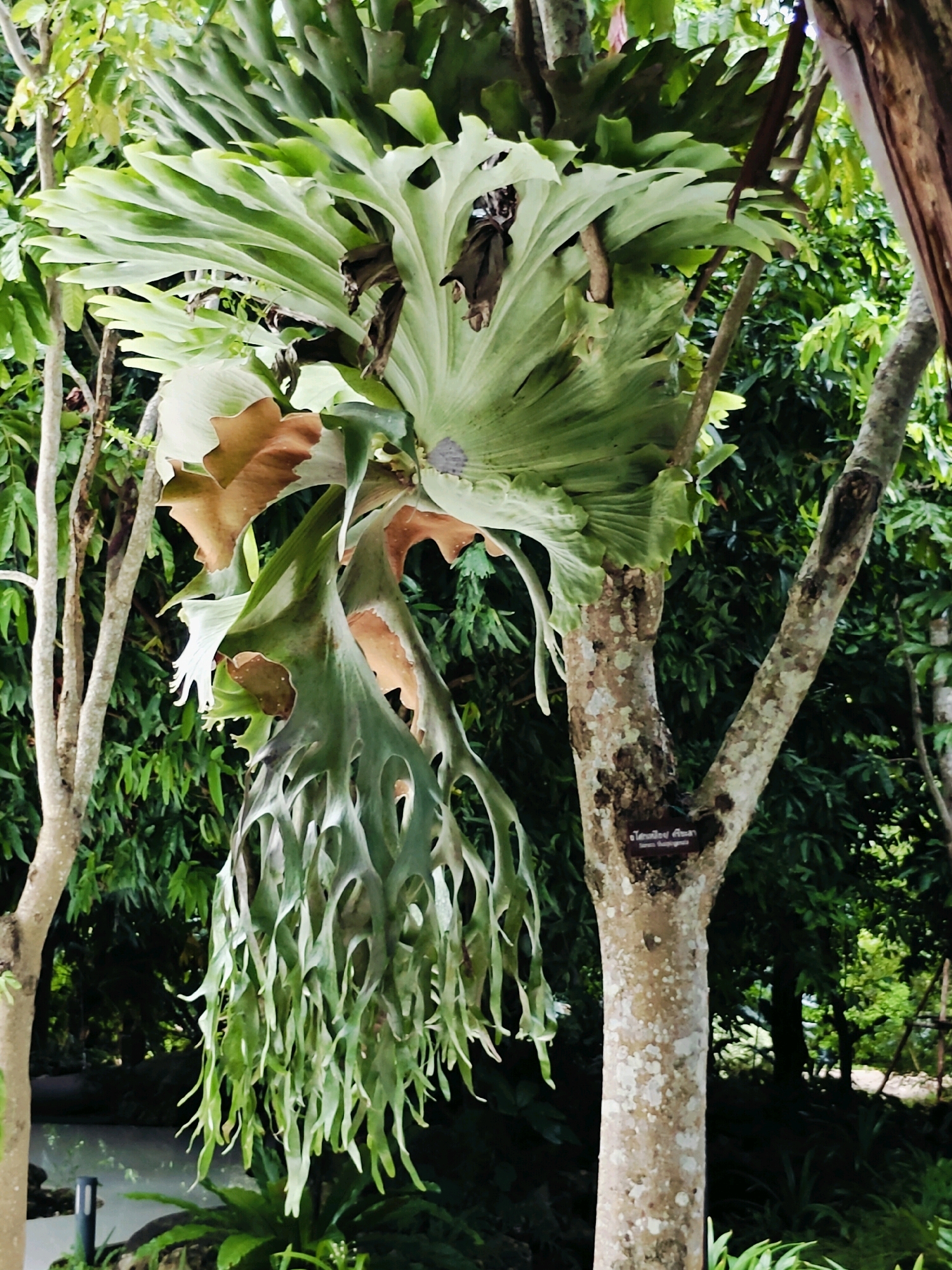 A large staghorn fern (Platycerium spp.) is growing epiphytically on the trunk of a tree in a verdant, outdoor setting. The fern displays two distinct types of fronds: broad, shield-like fronds at the top, some of which are brown and appear dried, and drooping, antler-like fronds with deeply lobed edges that hang down. The tree trunk, which is rough and mottled with lichen, has a small, dark rectangular plaque attached to it, inscribed with Thai text and Latin script, indicating it is a labeled specimen. The background is filled with lush green foliage of other plants and trees, suggesting a botanical garden or a natural tropical environment. The overall scene conveys a sense of natural growth and botanical interest. The location is Mu Si, Thailand.