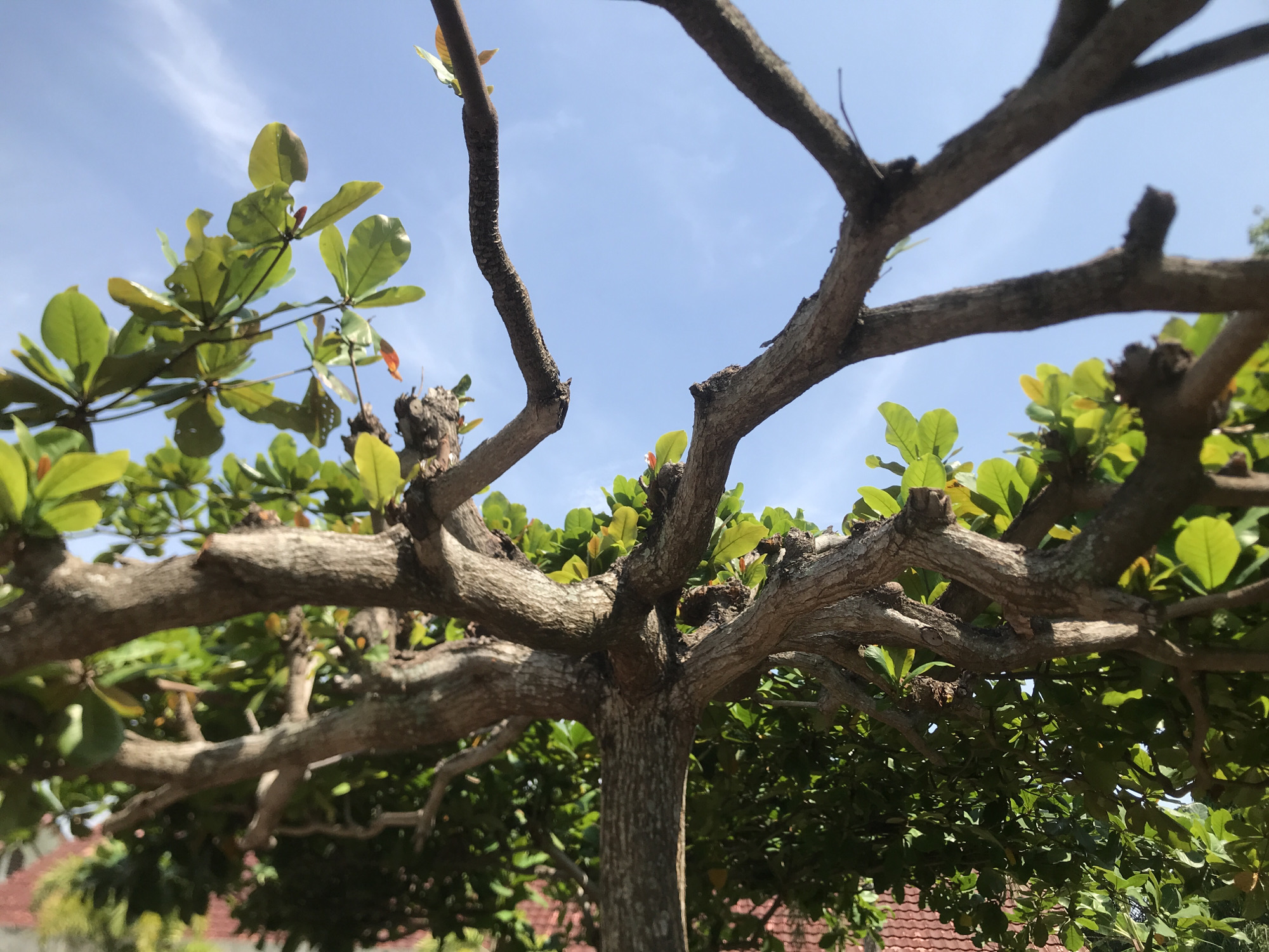 A low-angle shot reveals a tree with thick, gnarled branches reaching towards a pale blue sky with faint white clouds. The tree is trimmed, with many branches ending in blunt cuts. Green leaves are clustered around the branches, some partially obscuring the sky. The tree's trunk is visible and appears textured. In the background, glimpses of a building with a red-tiled roof are seen. Based on the prompt, the location is Lhokseumawe, Indonesia.