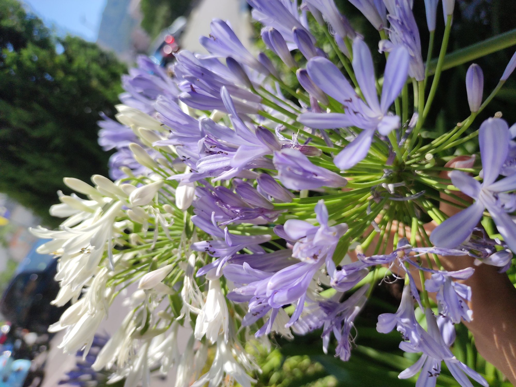 This is a close-up, upward-angle photograph of a cluster of Agapanthus flowers, also known as Lily of the Nile. The flowers are a mix of white and light purple, with delicate petals and green stems. Some of the flowers are in full bloom, while others are still in bud. The foreground is dominated by the flowers, which are in sharp focus. In the background, there is a blurred scene of trees and a street with some vehicles. A human hand is partially visible on the right side of the frame, holding the flower stalk. The lighting suggests it is daytime, likely sunny, casting shadows and highlighting the vibrant colors of the flowers. The overall impression is one of natural beauty and tranquility, with a hint of urban life in the background. There is no visible text in the image.