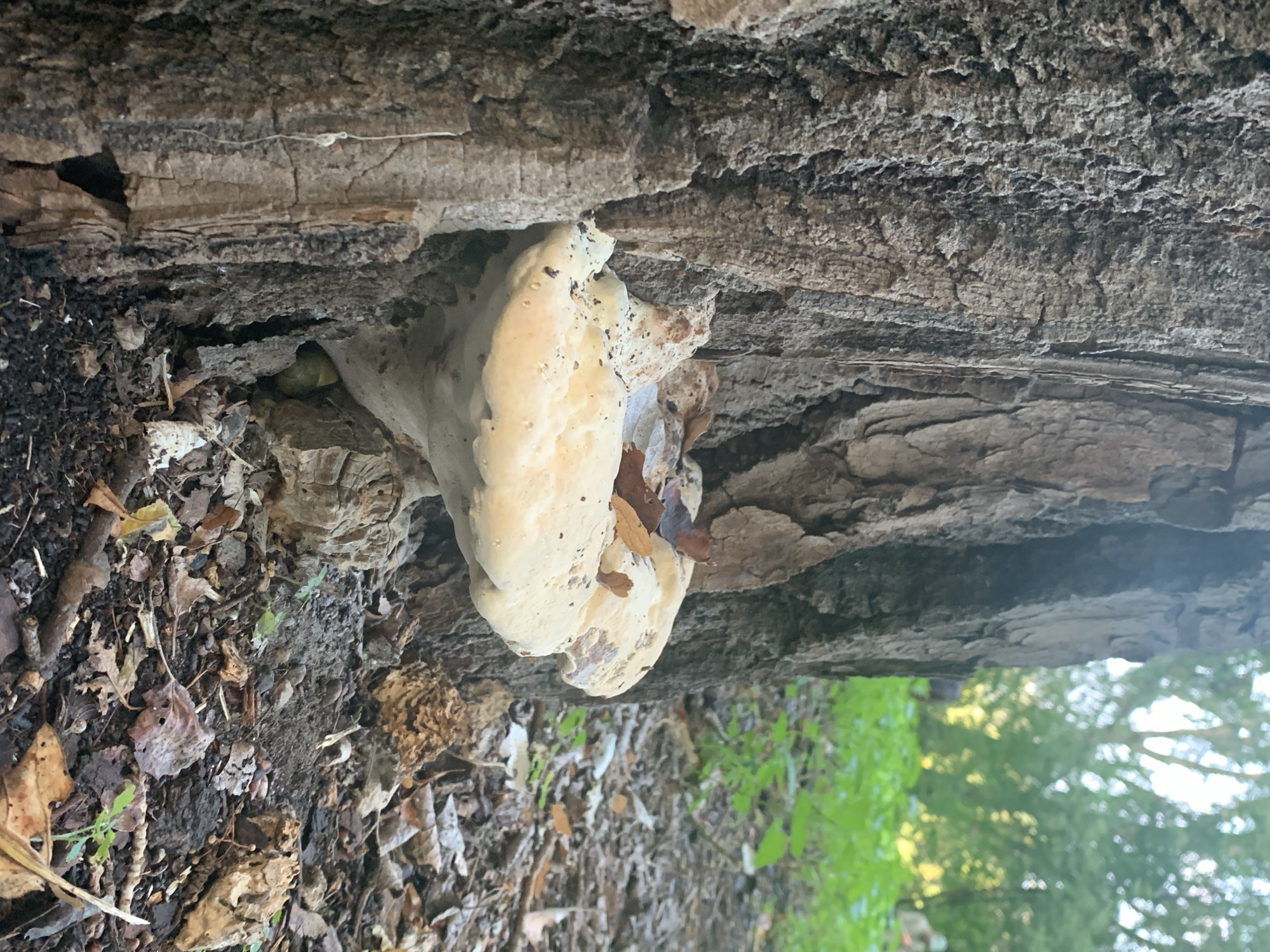 A large, pale shelf fungus is growing from the side of a rough-barked tree trunk. The fungus has a layered, shelf-like structure and is partially covered with fallen leaves. The tree trunk is vertical and textured, with deep cracks and ridges. The ground around the base of the tree is covered with soil, fallen leaves, and small twigs. In the background, blurred green foliage and trees suggest an outdoor, wooded environment. The scene is consistent with a natural area within the city of Poznan, Poland.