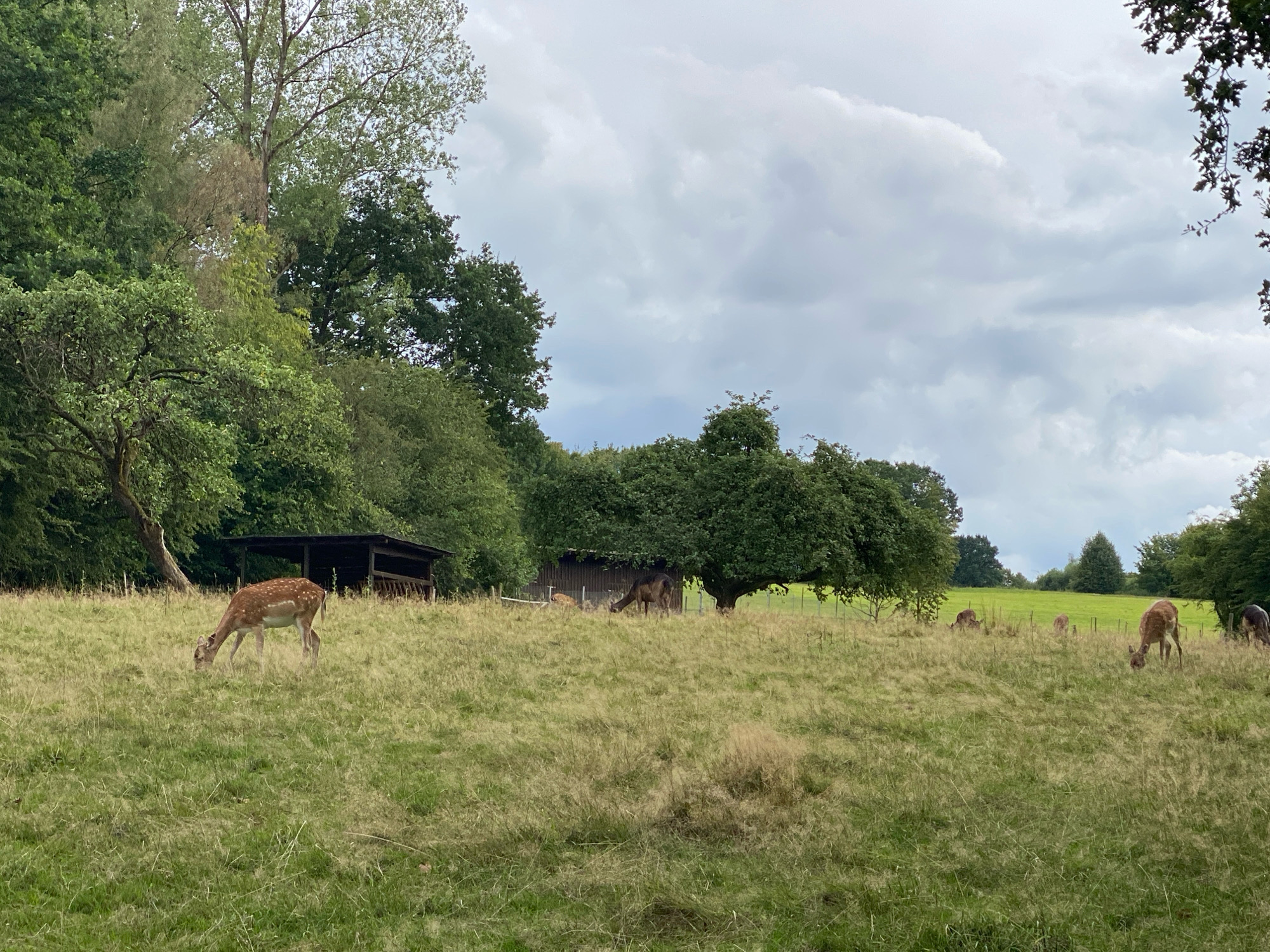 This image shows a herd of deer grazing in a grassy field at the wildlife park in Flammersfeld, Germany. The field is surrounded by trees and a cloudy sky. There are several deer visible in the image, some of which are grazing, while others are standing. There are also two shelters in the background, possibly for the deer. The overall impression is one of a peaceful, natural setting.