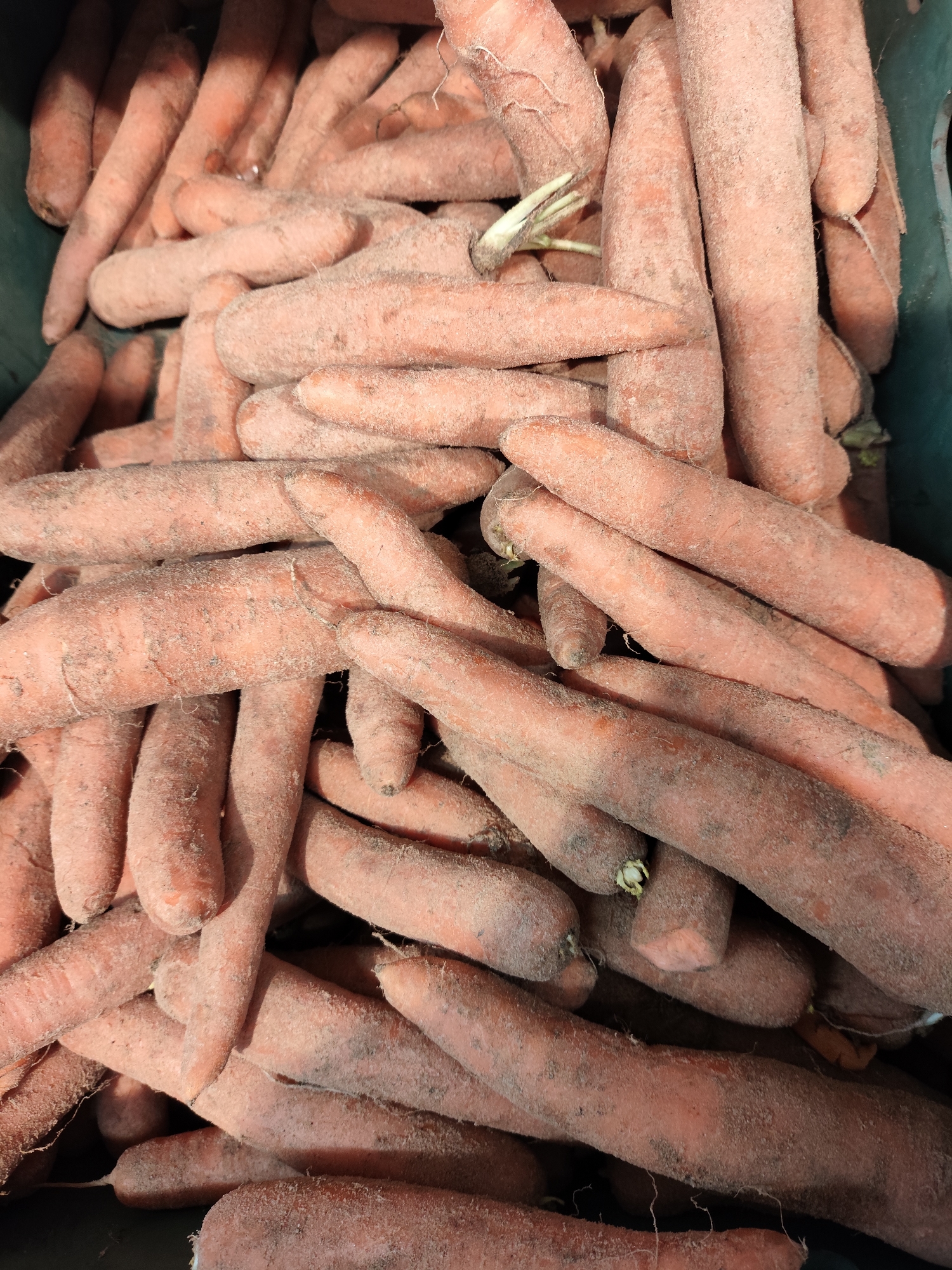 A close-up, overhead shot shows a large pile of unwashed, orange carrots. The carrots are of varying sizes and shapes, with some appearing slender and long, while others are thicker and more tapered. Their surfaces are covered in a fine layer of dark soil, and some have small, green sprouts at their tops. The carrots are densely packed together, obscuring any clear background detail beyond glimpses of a dark green container. The scene is lit from above, casting shadows on the carrots. The image does not depict any people or specific identifiable locations within Krasnodar, Russia.