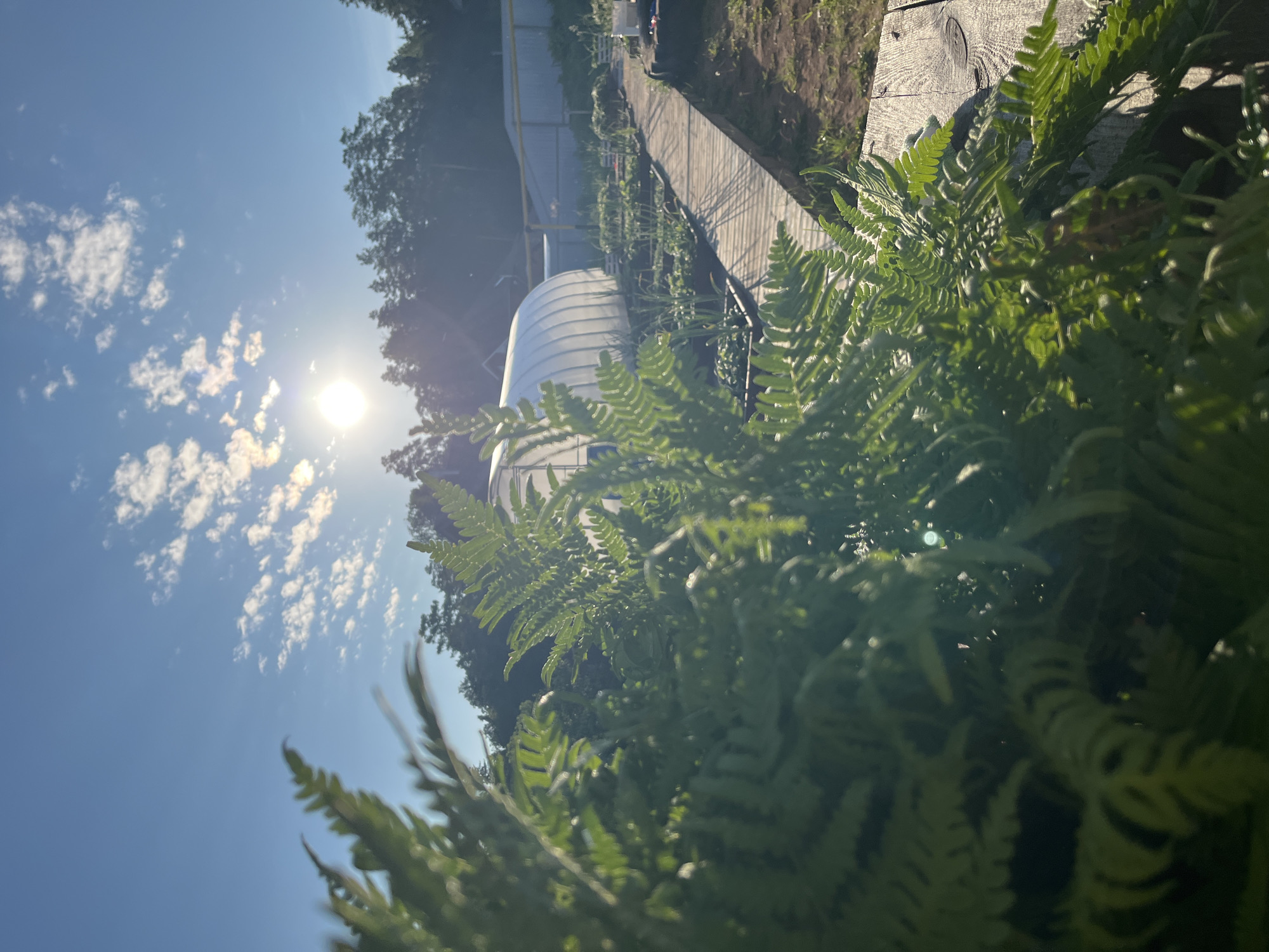 The image depicts a sunny day in a garden or allotment area, likely in Chaikovsky, Russia, given the context provided. In the foreground, lush green fern fronds are blurred, suggesting a close-up perspective. Behind the ferns, a greenhouse with a white, translucent covering is visible. A wooden walkway extends through the garden beds, which are planted with various vegetables and possibly strawberries. In the background, a line of trees forms a silhouette against a bright blue sky dotted with fluffy white clouds. The sun is shining brightly, casting a warm glow and creating lens flare. The overall impression is one of a peaceful, productive garden setting on a clear, sunny day.