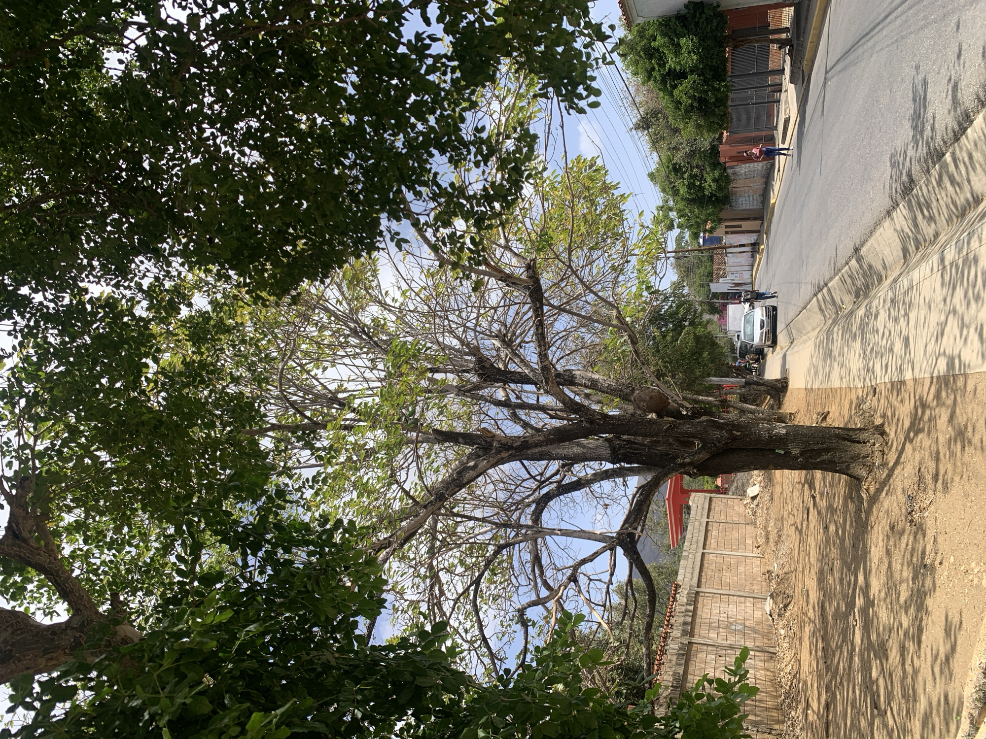A street scene in Santa Ana, Venezuela, photographed from a low angle, features a large, partially leafless tree dominating the foreground. The tree's heavy trunk is positioned close to a sidewalk and a low brick wall topped with metal security spikes. The street, lined with houses and buildings of varying heights and architectural styles, stretches into the distance. A white car is parked along the curb further down the street. Several individuals can be seen walking along the sidewalk and in the street. Overhead power lines are visible against a hazy, partly cloudy sky. The image appears to be taken during the day under bright sunlight, with strong shadows cast on the ground. Dense green foliage frames the upper and lower edges of the frame.
