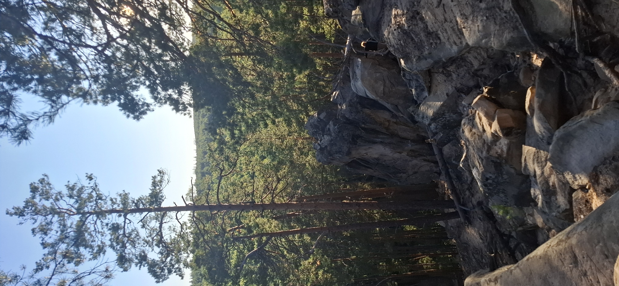The image depicts a sunlit forest landscape with a clear blue sky. In the foreground, there are large, grey rocks and fallen branches. A person is visible on the right side of the frame, standing near a cluster of rocks, facing away from the camera. Behind the rocks, a dense forest stretches into the distance, with tall trees dominating the view. The lighting suggests it is either morning or late afternoon. The scene is situated within the city of Peredovoi, Russia.