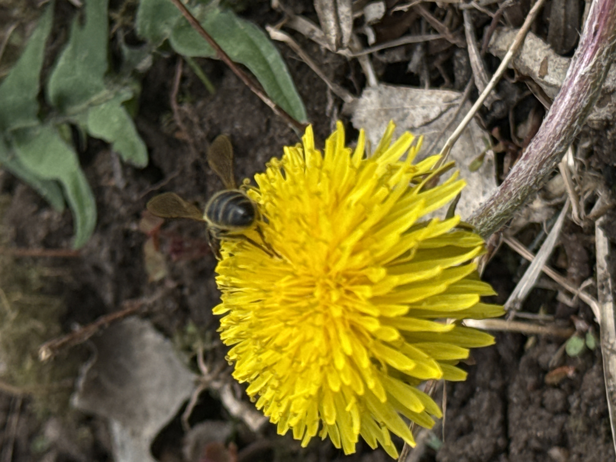 The image shows a bee on a yellow dandelion flower. The flower and bee are positioned in the center of the frame, surrounded by a background of soil, dead leaves, twigs, and green foliage. The scene suggests a natural outdoor environment. While Malinovo, Russia, is mentioned, there is no indication or identifying features in the picture to pinpoint the location specifically.