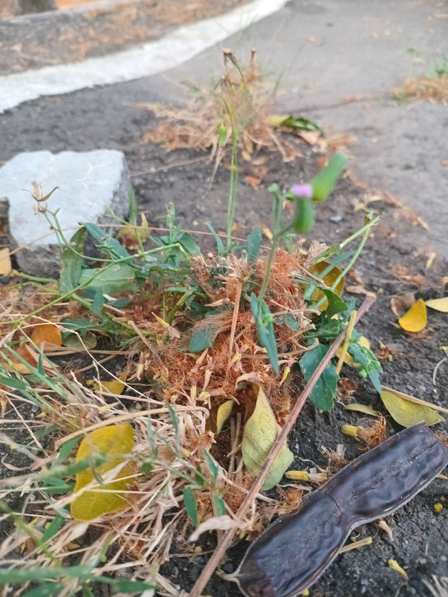 A close-up, eye-level shot captures a patch of dry vegetation, possibly weeds and fallen leaves, resting on dark, cracked soil. Among the dry debris, a dark brown, elongated pod with a slight curve lies prominently in the foreground, with its textured surface clearly visible. A single, small, pink flower bud is discernible atop a green stem, rising from the tangled growth. The background is out of focus, showing a gray, asphalt-like surface with a white line, suggesting an urban environment. The scene is consistent with a roadside or public green space.