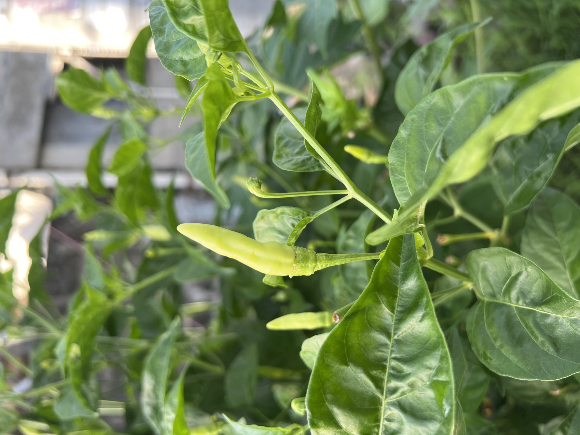 The image shows a close-up of a pepper plant, likely in a garden. The pepper is light green and immature. There are numerous green leaves surrounding the pepper. The location is Davao City, Philippines.